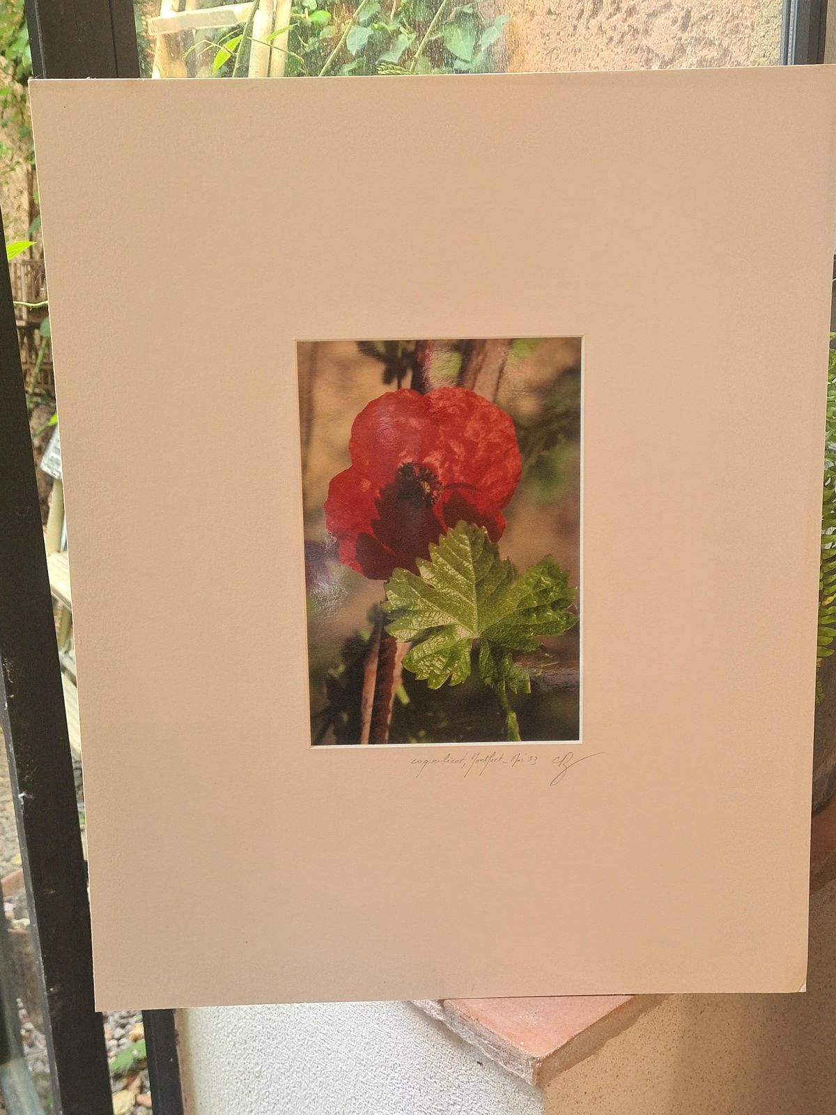 The Poppy Photorealist Photograph On Paper, 21st Century photo vintage