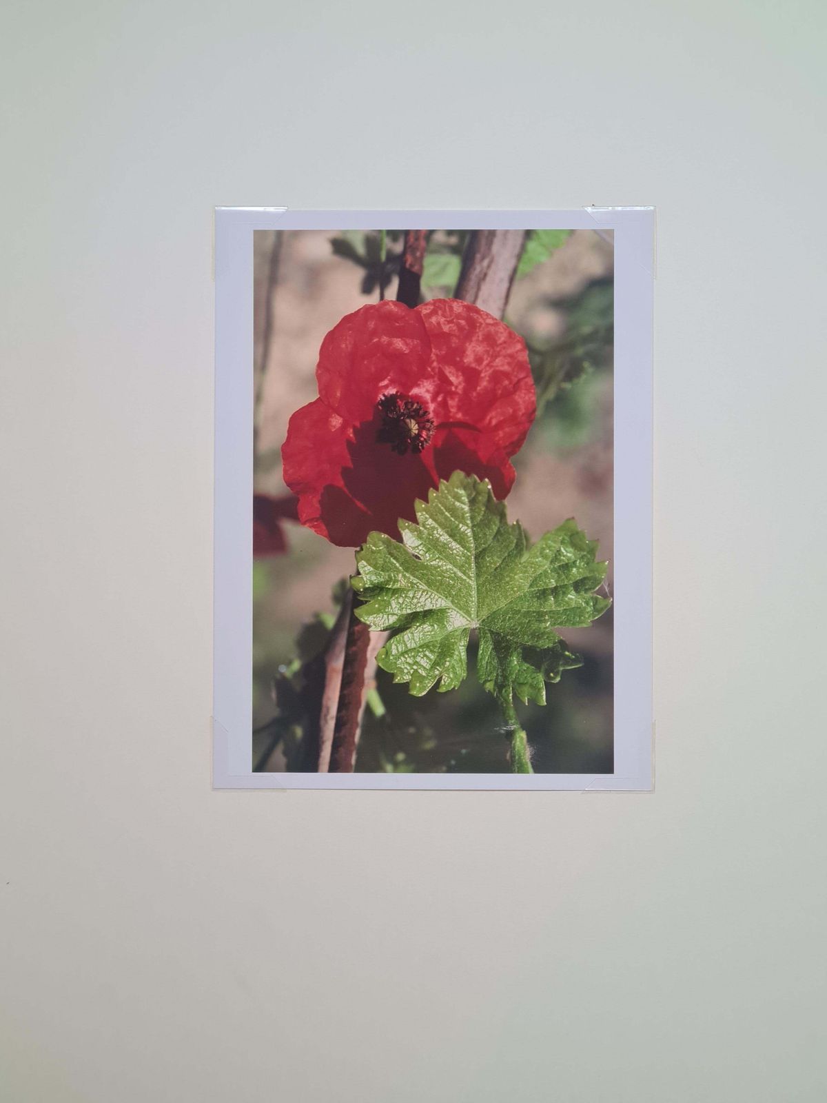 photo furniture The Poppy Photorealist Photograph On Paper, 21st Century