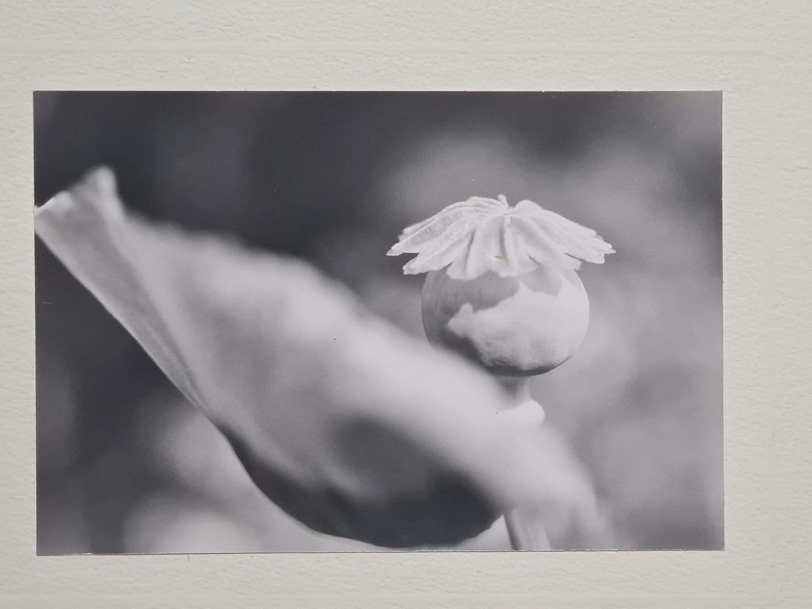 Poppies Black And White Photographs On Paper, Signed photo furniture