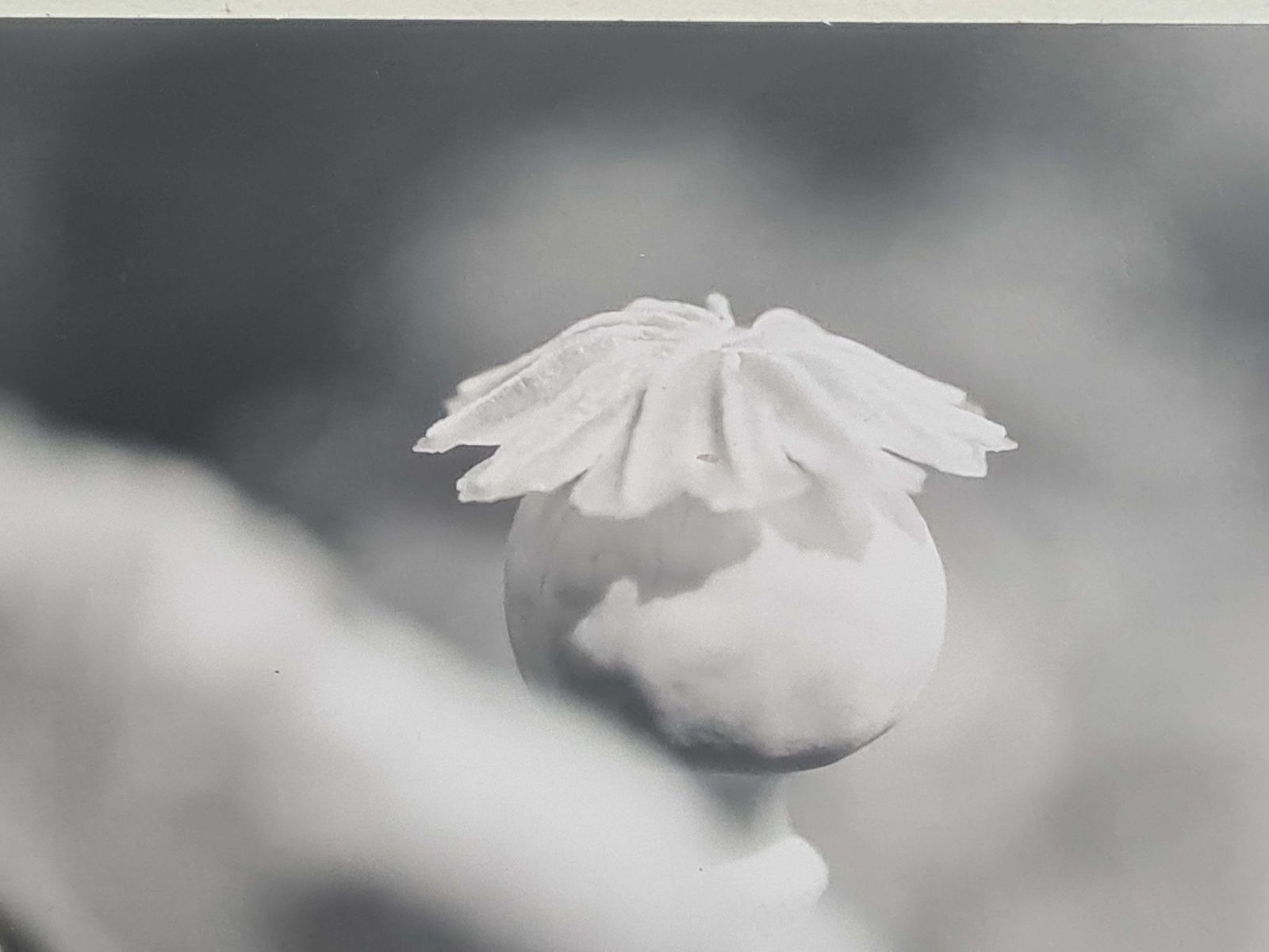 Poppies Black And White Photographs On Paper, Signed photo vinterior