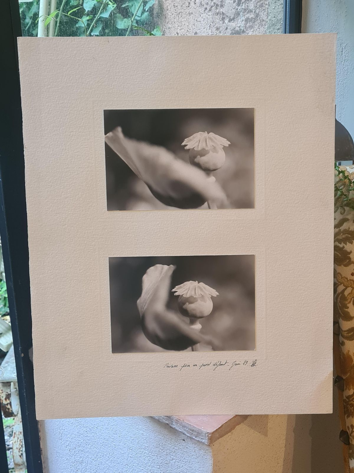 photo for sale Poppies Black And White Photographs On Paper, Signed
