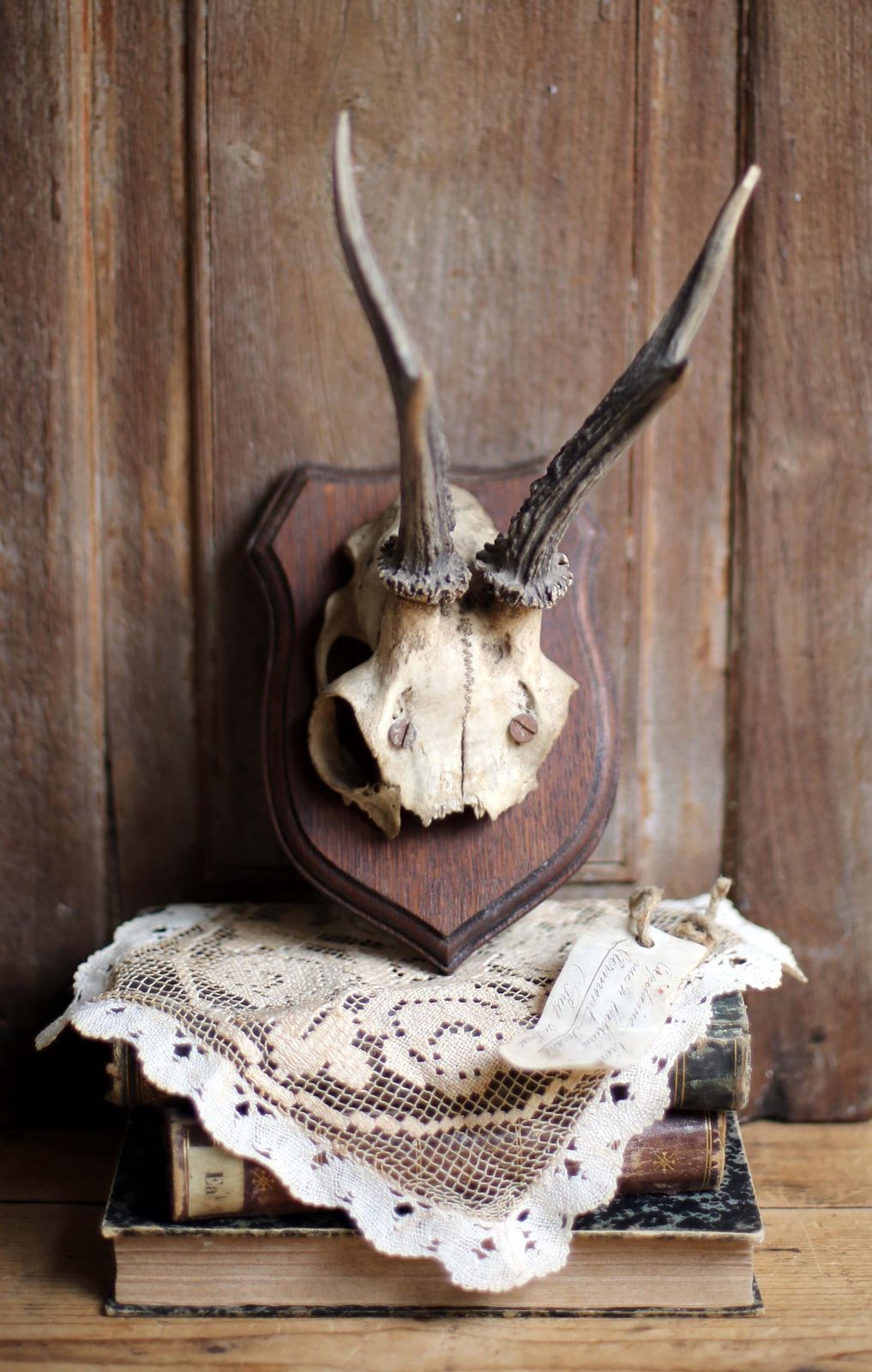 Antique Taxidermy Deer Horns French Deer Antlers Hunting Trophy photo 71.0