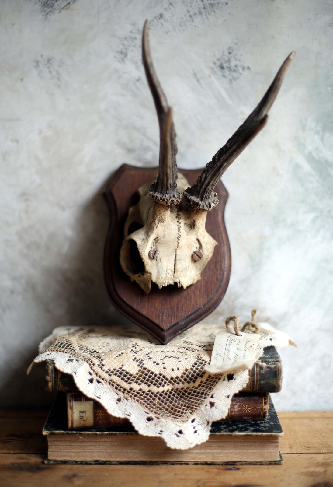 Antique Taxidermy Deer Horns French Deer Antlers Hunting Trophy photo buy