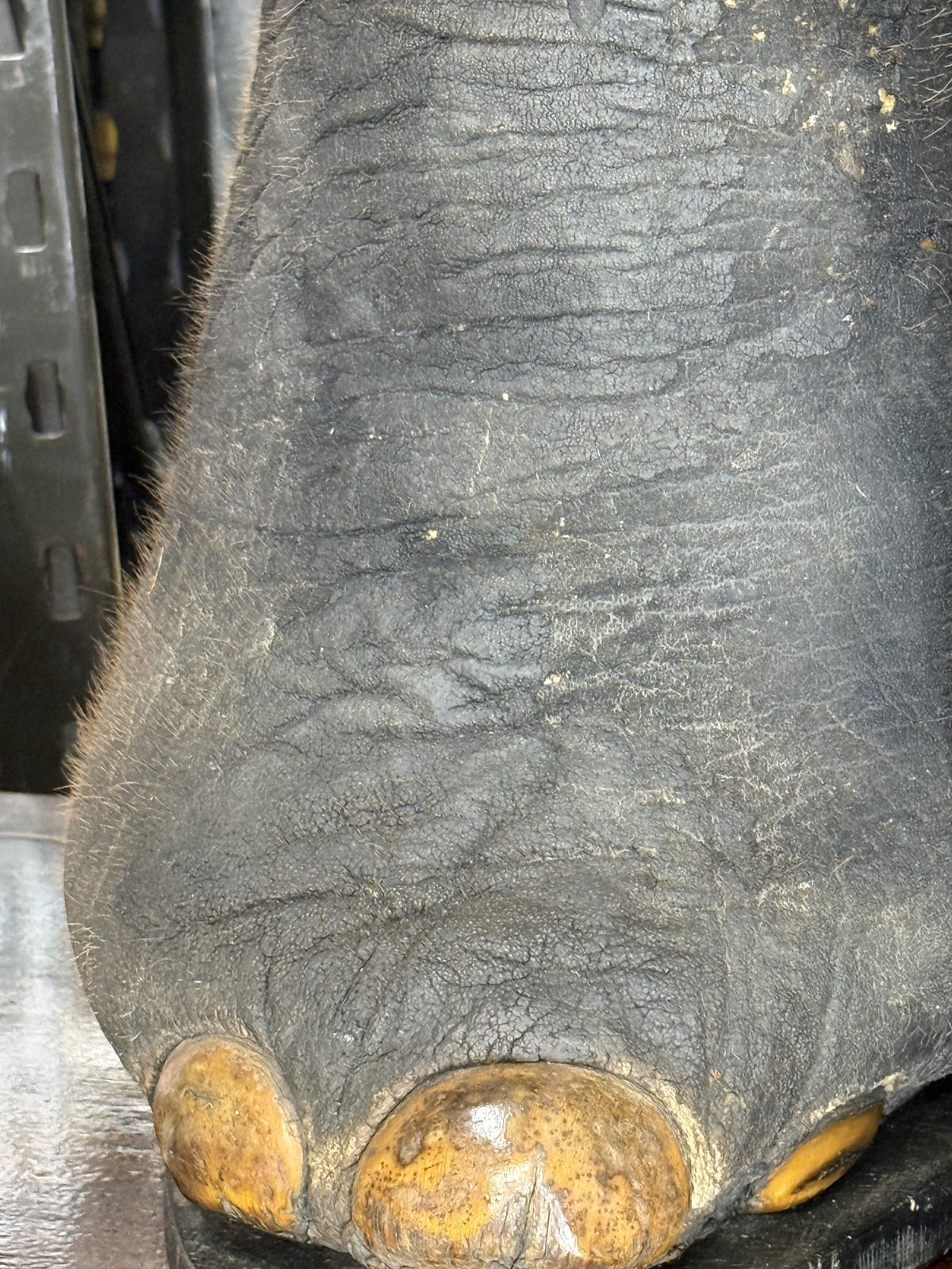 Mature: A Rare Pair Of Victorian Taxidermy Elephant Feet Elephant Foot Stool photo 1500.0