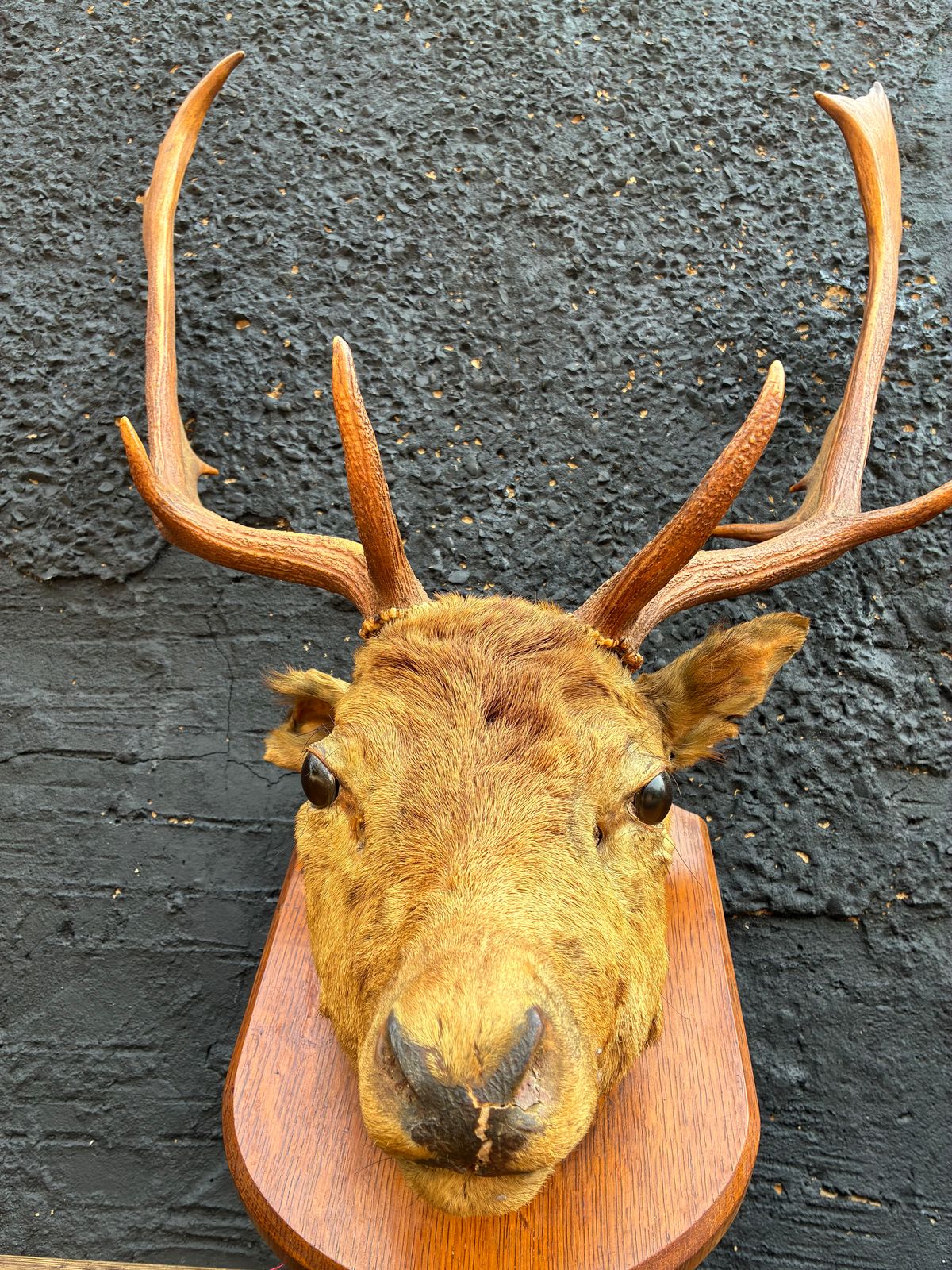 Vintage Taxidermy Stag Head Mounted Red Deer Head photo Home Decor