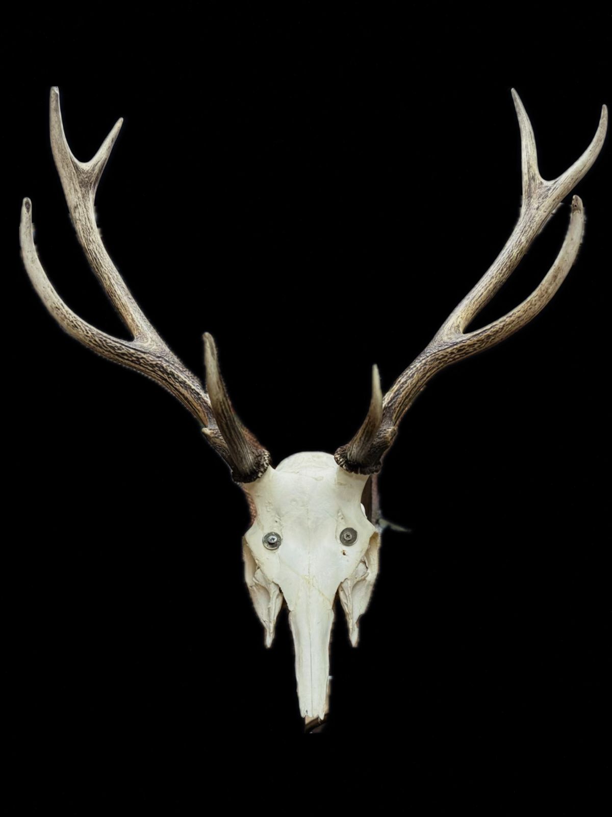 European Mount Deer Skull With Antlers Taxidermy Wall Feature