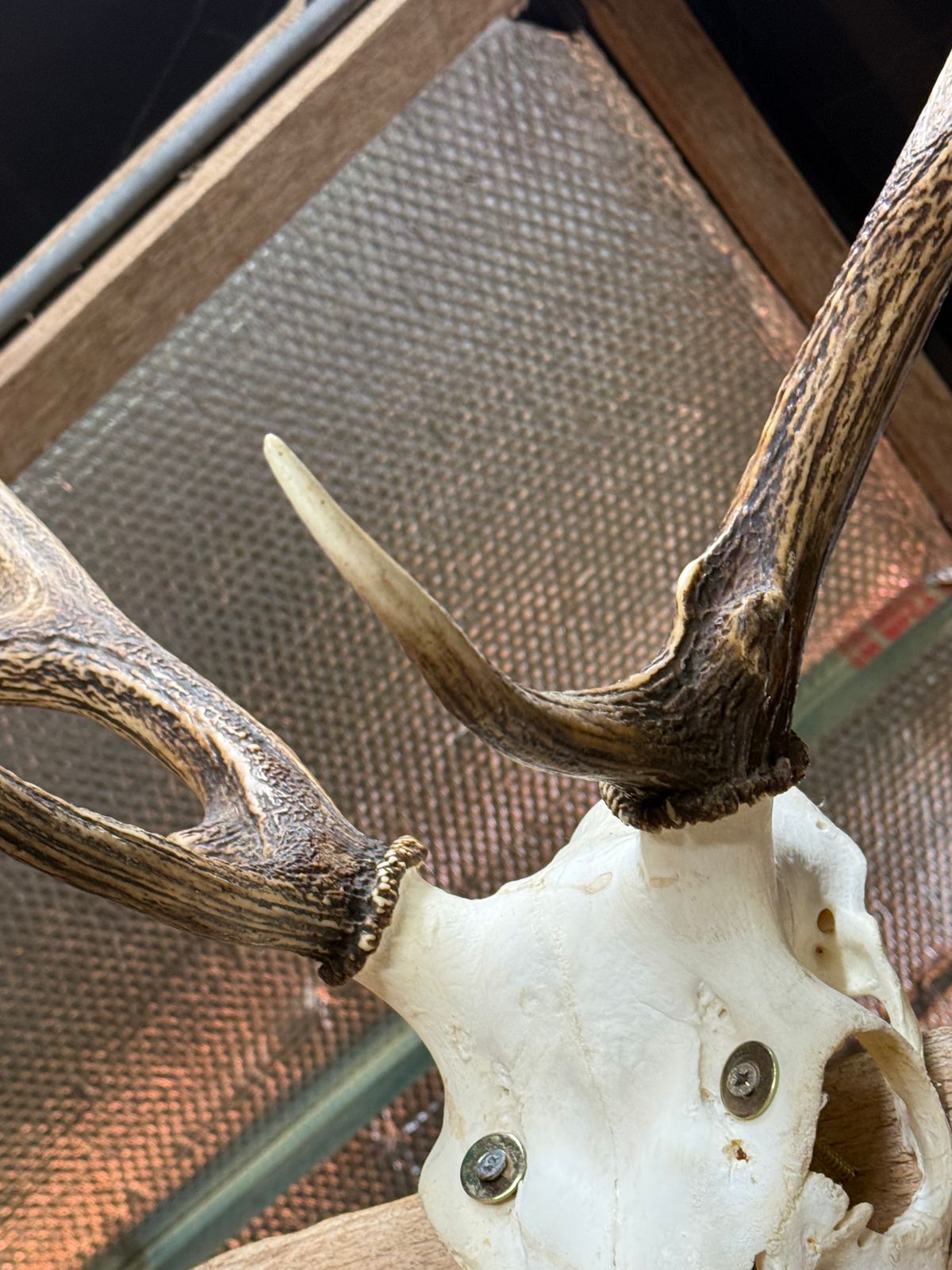 European Mount Deer Skull With Antlers Taxidermy Wall Feature photo 220.0
