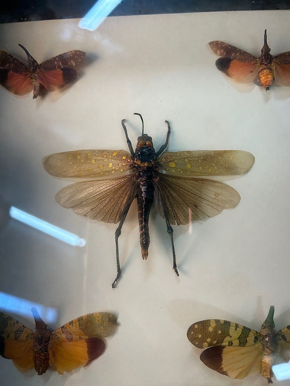 Aularches Grasshopper Fulgora Planthopper Exotic Insect Taxidermy In Case photo furniture