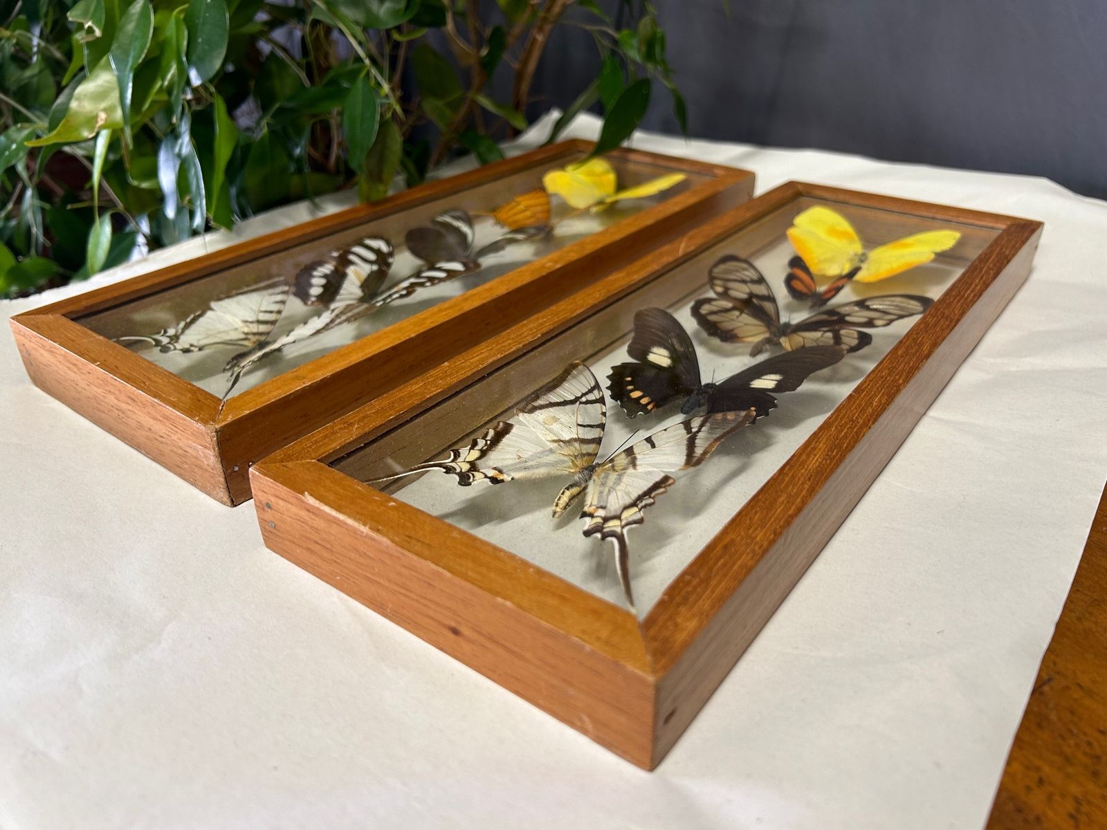 photo furniture Vintage Taxidermy Butterflies In Pair Of Cased