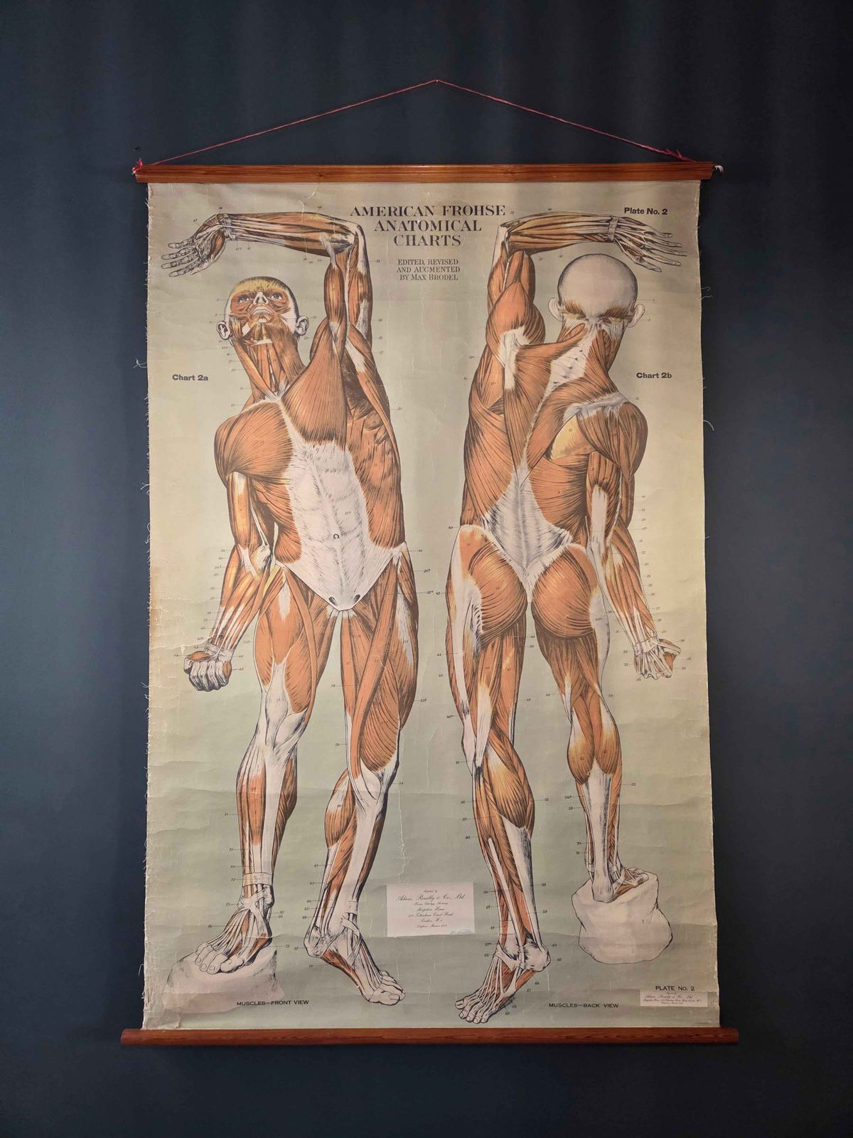 American Frohse Anatomical Chart Max Brodel Wall Hanging Poster By Adam, Rouilly & Co Medical photo for sale