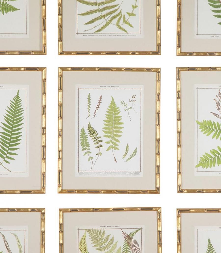 Collection Of Nine Late 19th Century Chromolithographs Of British Ferns photo 3800.0