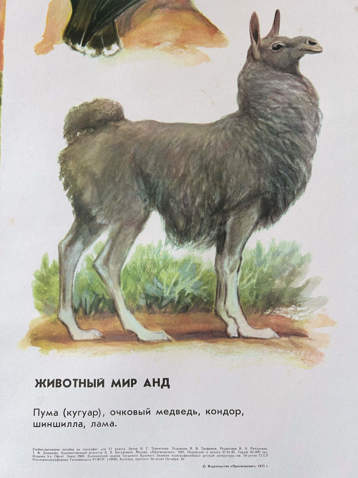 Original Soviet Vintage Educational Wildlife Poster – Animal World Of The Andes: Puma (Cougar), Bear, Condor, Chinchilla, Llama | Ussr School Chart photo for sale