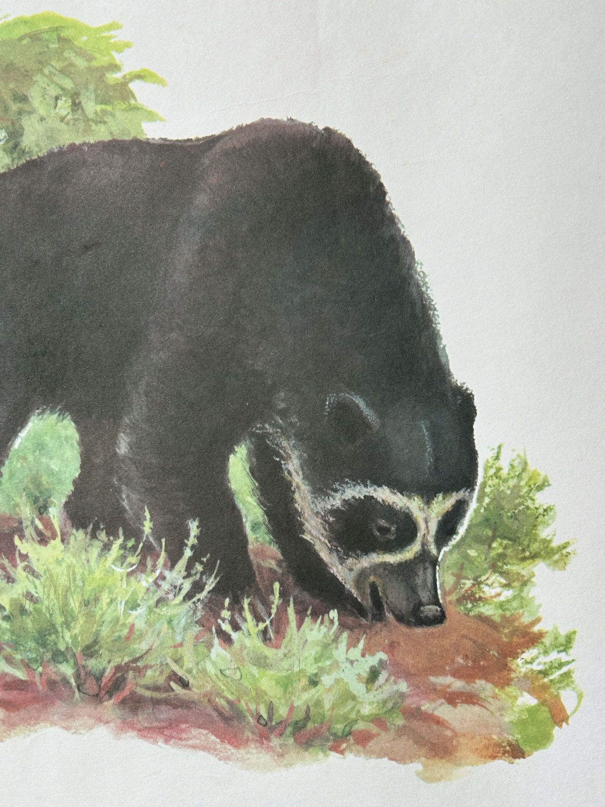 Original Soviet Vintage Educational Wildlife Poster – Animal World Of The Andes: Puma (Cougar), Bear, Condor, Chinchilla, Llama | Ussr School Chart photo vintage