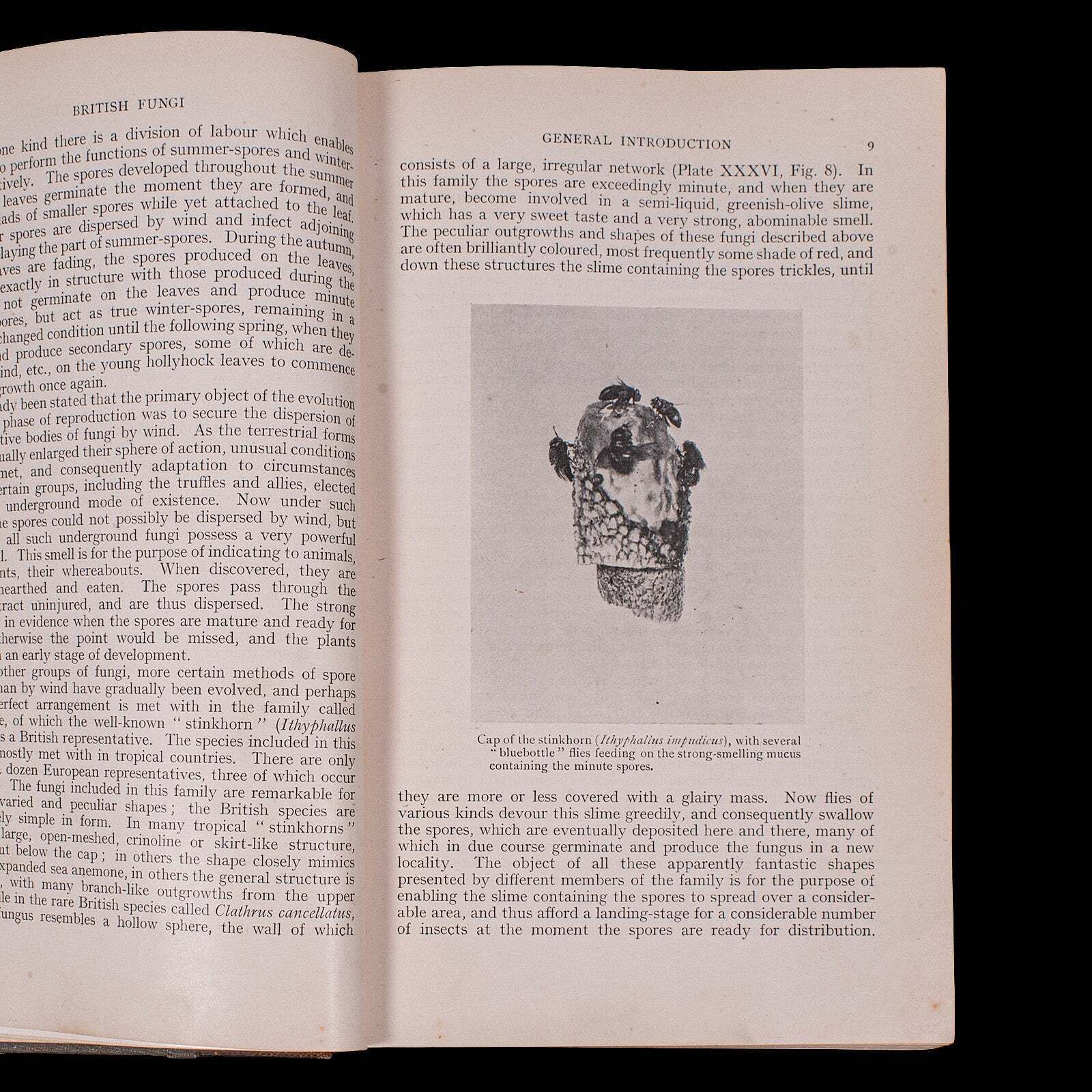 Antique Reference Book, British Fungi, George Massee, English, Natural, Science photo 229.0