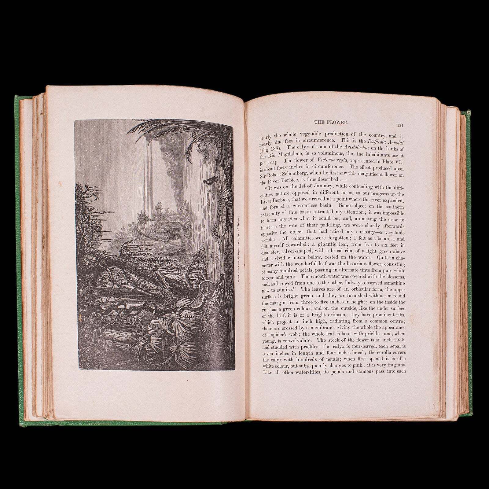 Antique Reference Book, The Vegetable World, English, Louis Figuier, Victorian photo buy