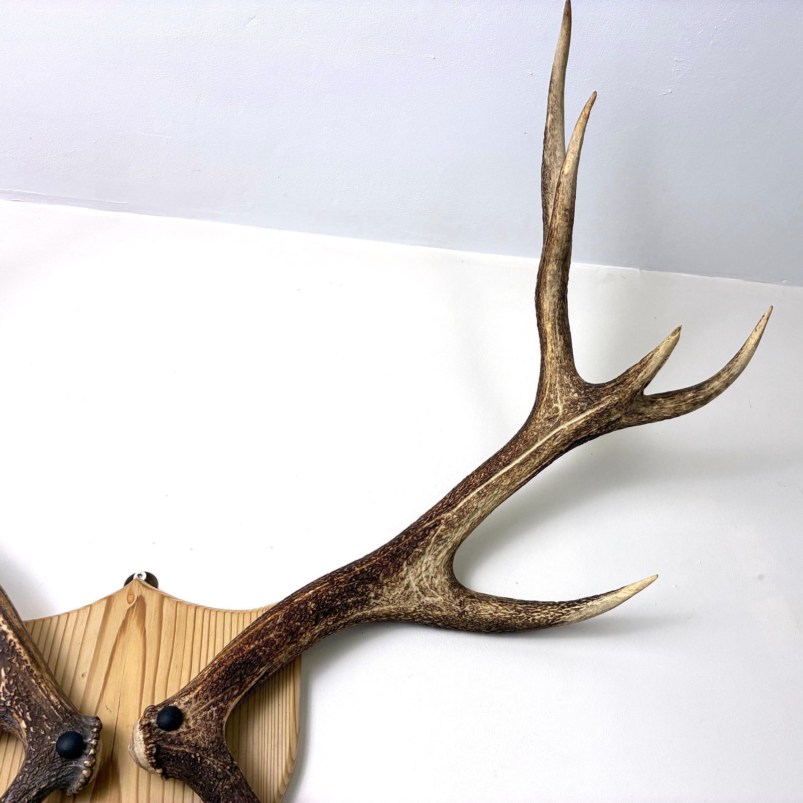 Vintage Red Deer Stag Antlers, Large 12 Point, Naturally Shed, Mounted On Pine Shield photo for sale