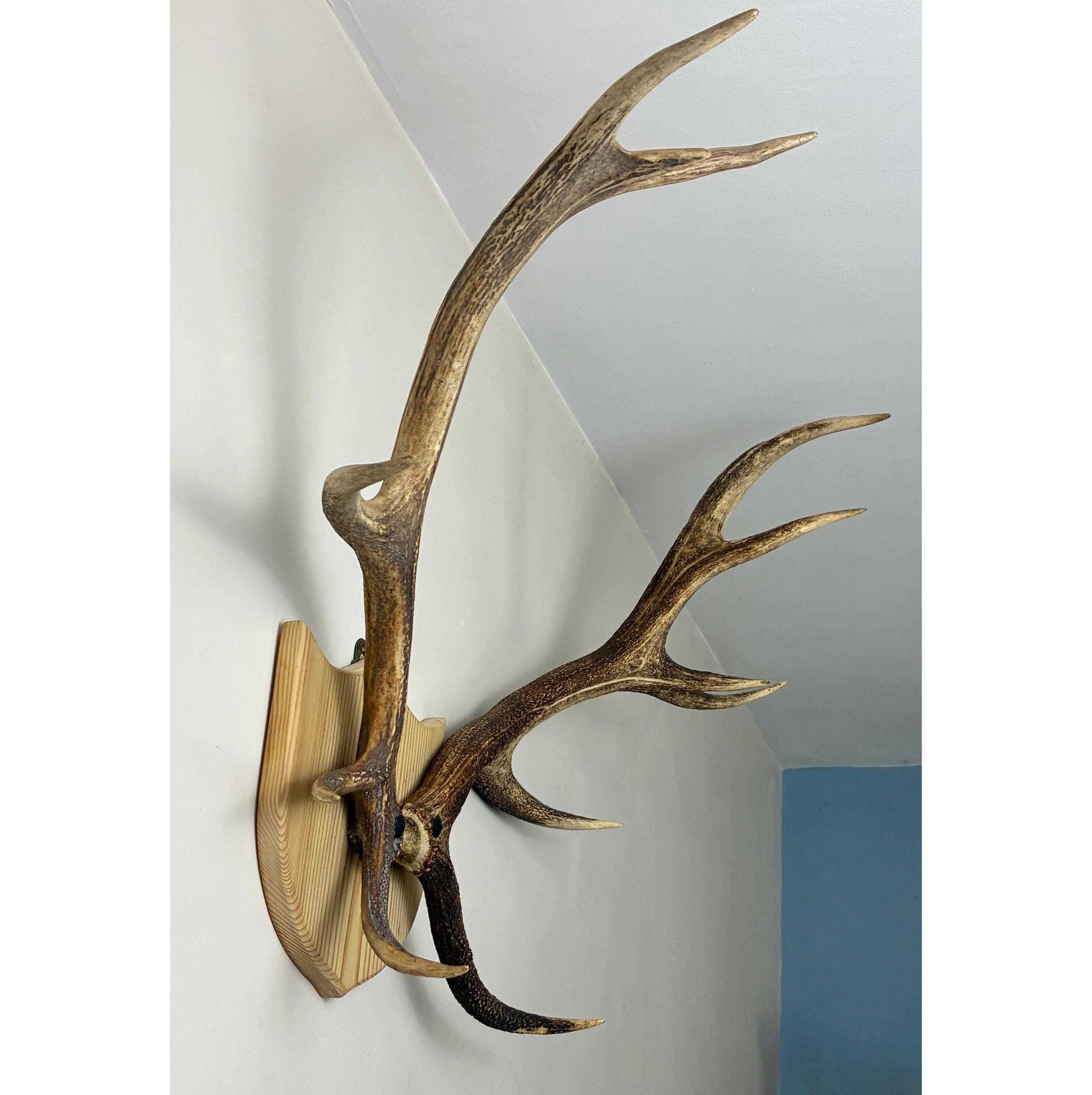 Vintage Red Deer Stag Antlers, Large 12 Point, Naturally Shed, Mounted On Pine Shield photo 250.0