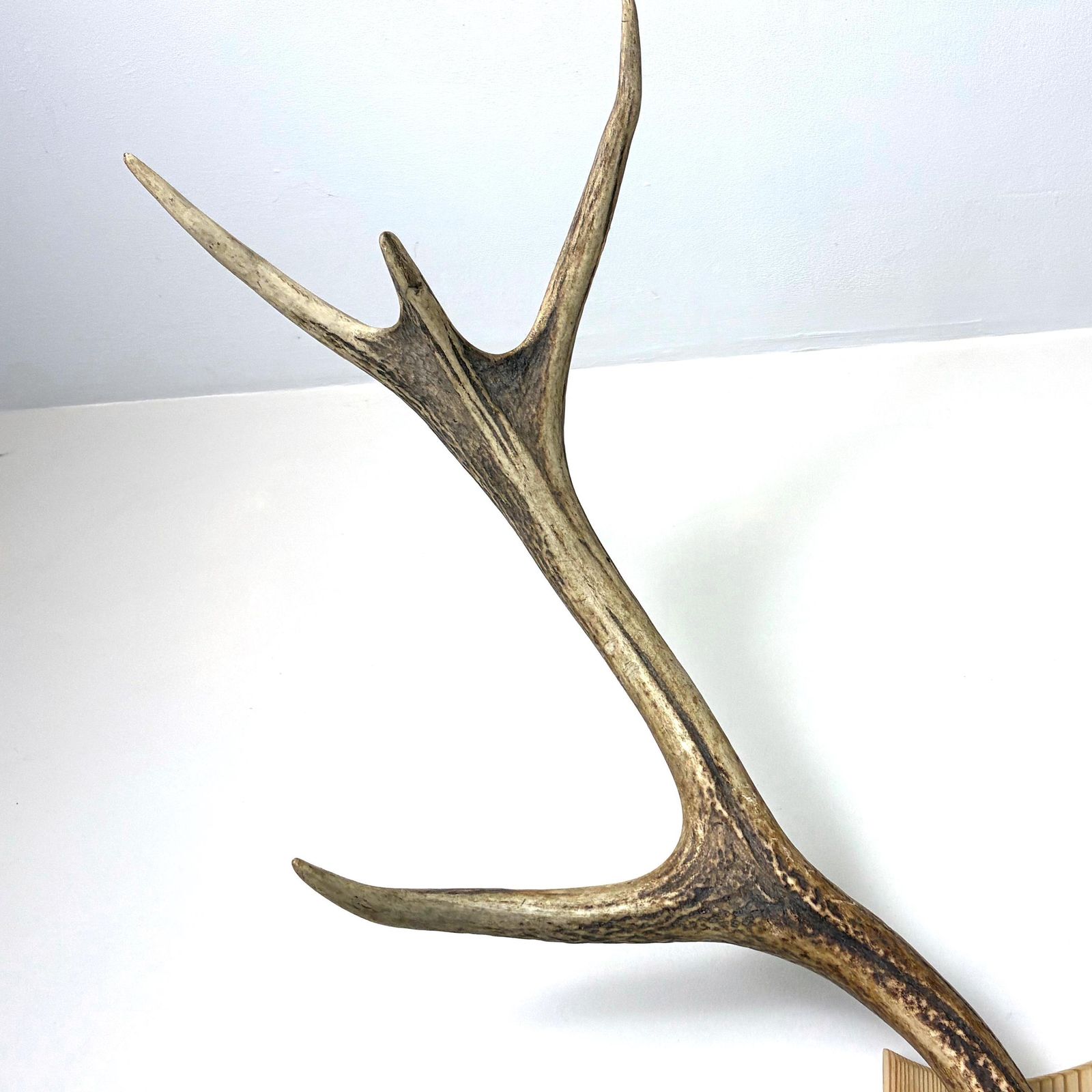 Vintage Red Deer Stag Antlers, Large 12 Point, Naturally Shed, Mounted On Pine Shield photo vintage