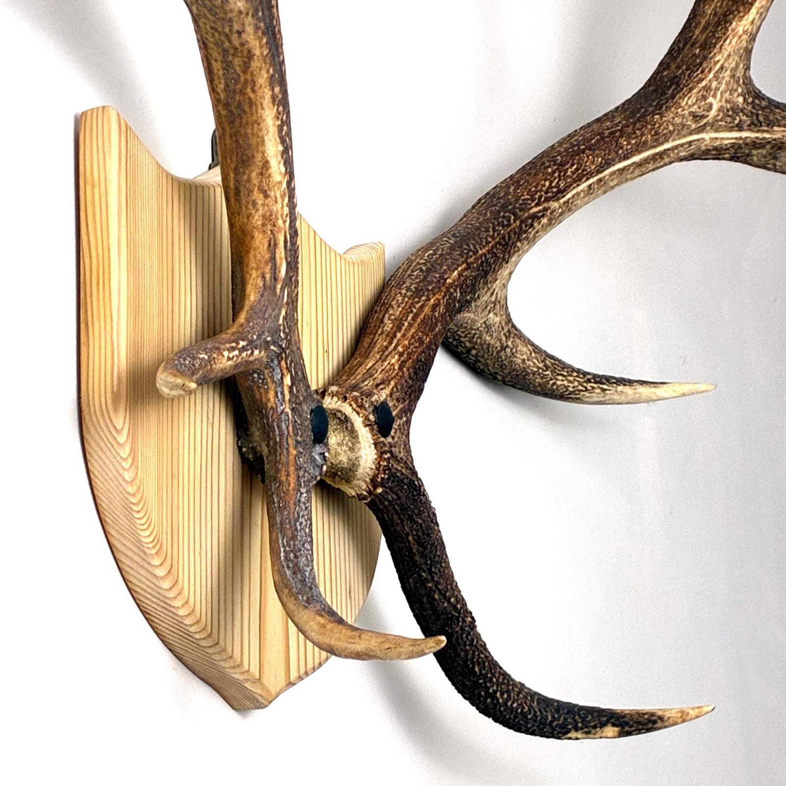 photo for sale Vintage Red Deer Stag Antlers, Large 12 Point, Naturally Shed, Mounted On Pine Shield