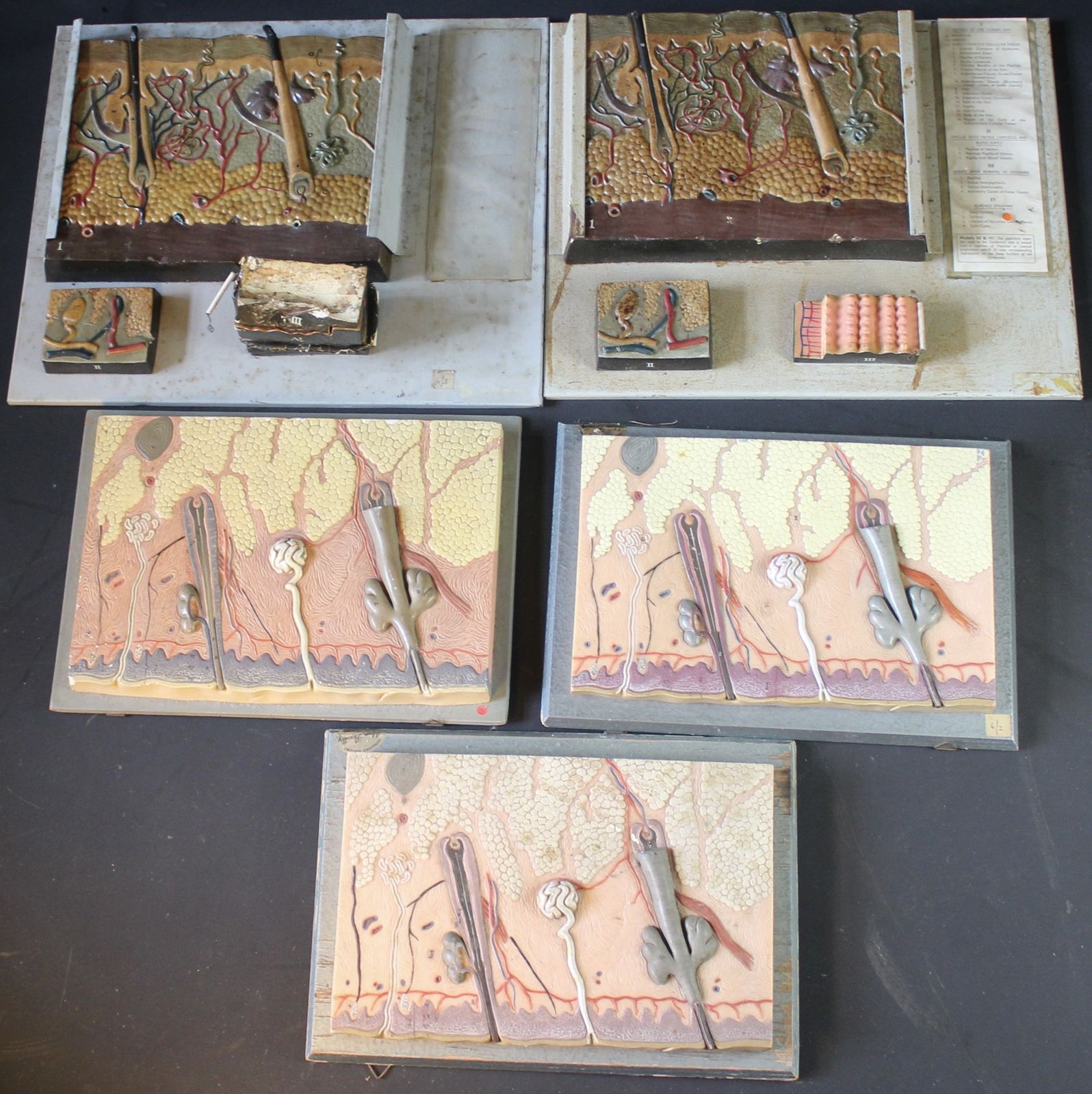 Collection Of Anatomy Osteology Wall Hanging Plaques By Adam Rouilly photo furniture