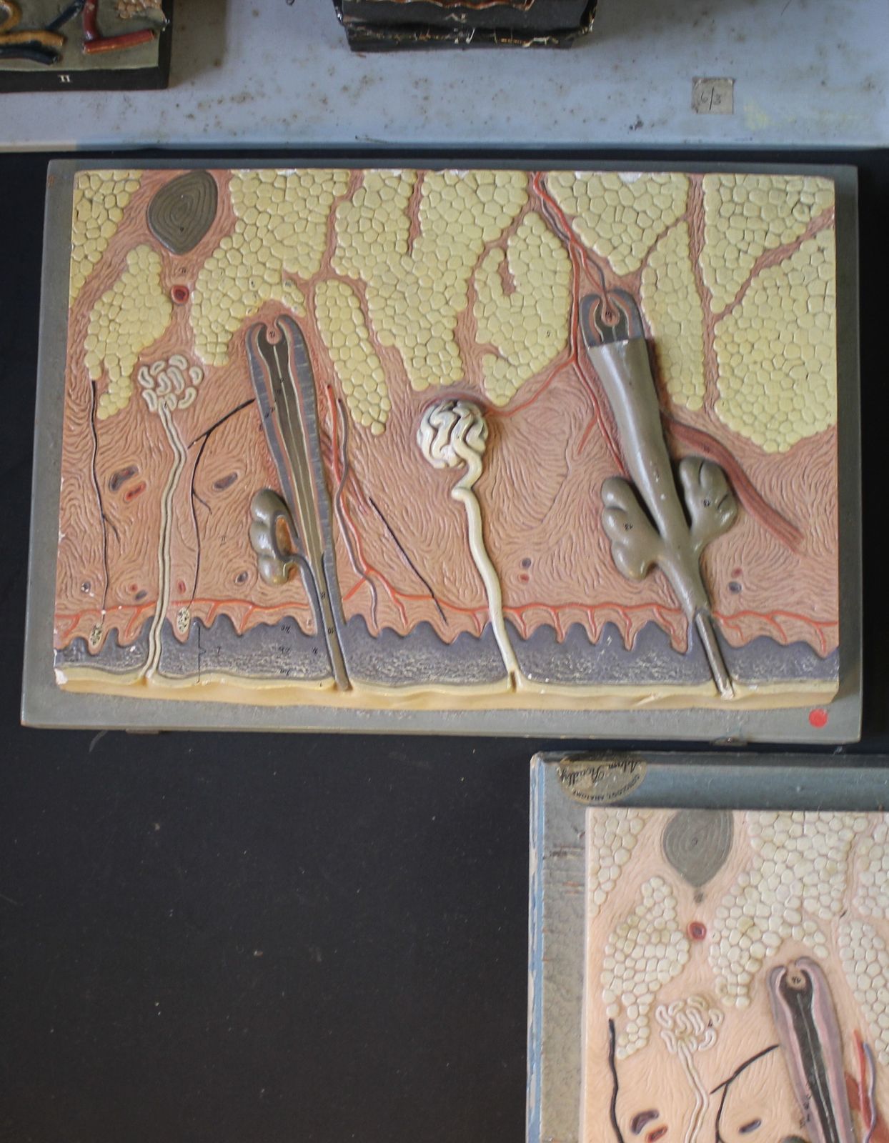 Collection Of Anatomy Osteology Wall Hanging Plaques By Adam Rouilly photo for sale