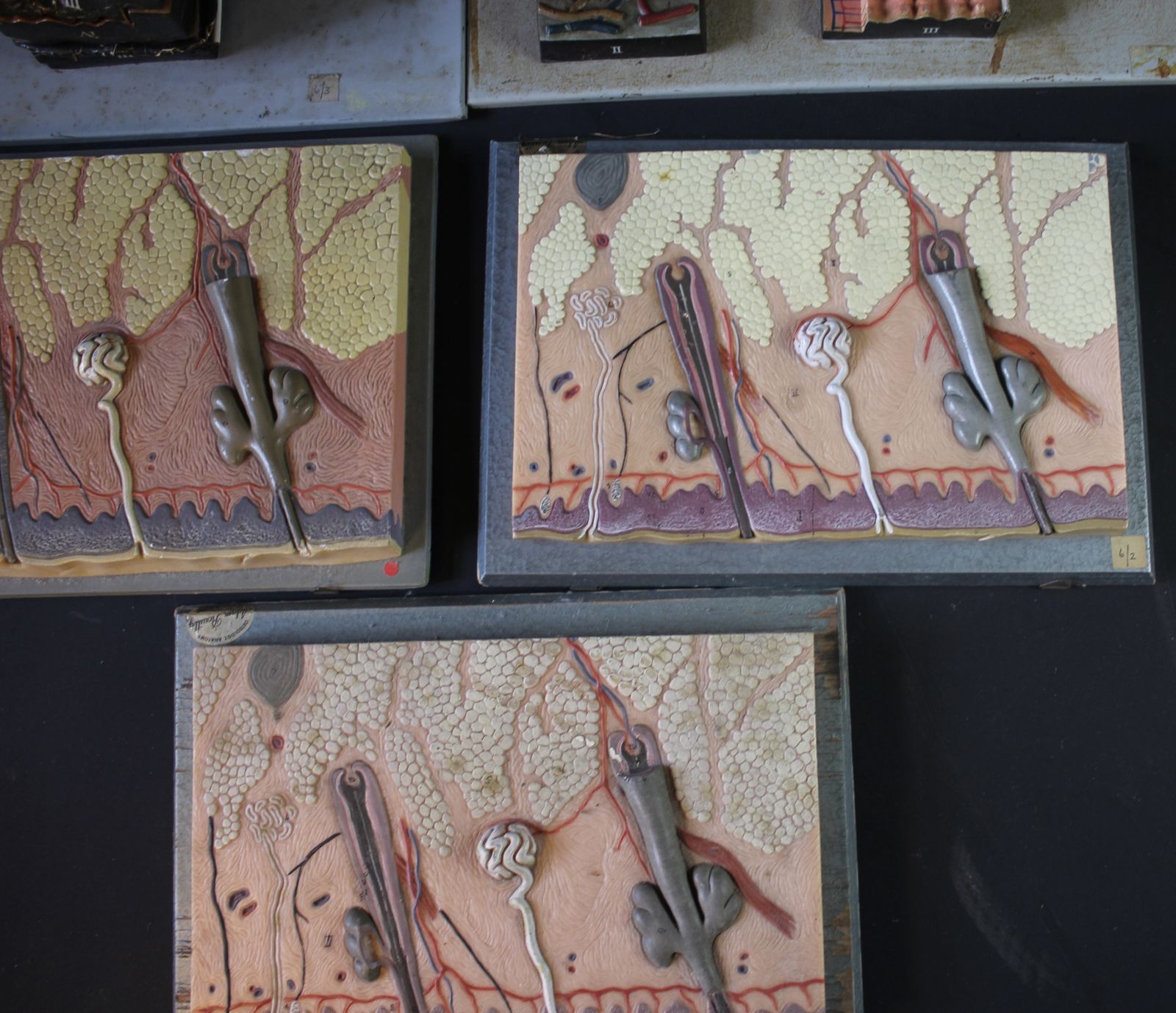 Collection Of Anatomy Osteology Wall Hanging Plaques By Adam Rouilly photo Art