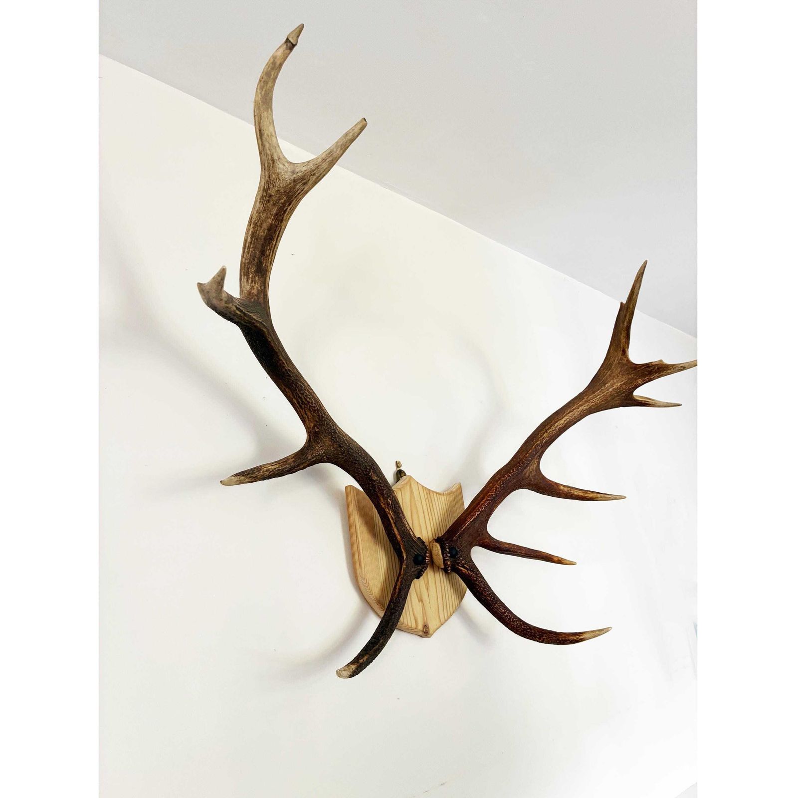 Vintage Red Deer Stag Antlers, Large 11 Point, Naturally Shed, Mounted On Pine Shield photo furniture