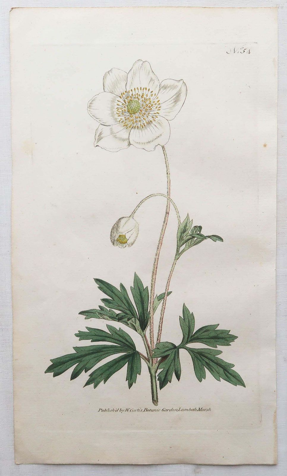 Set Of 12 Original Antique Botanical Prints After Sowerby. English 18th Century photo vintage