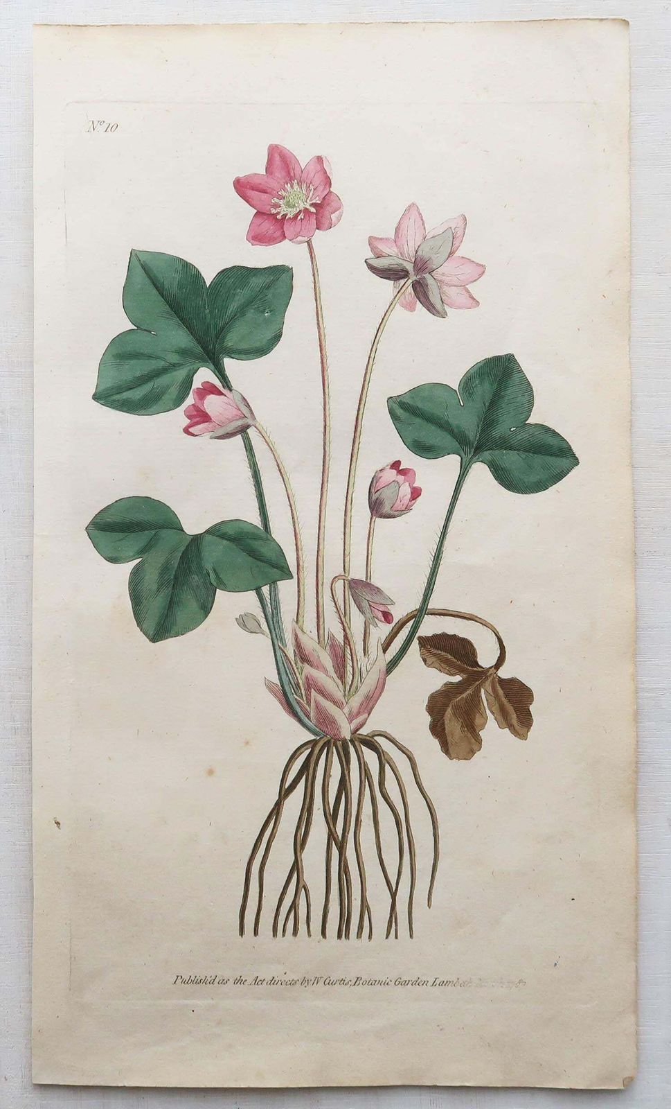 photo furniture Set Of 12 Original Antique Botanical Prints After Sowerby. English 18th Century