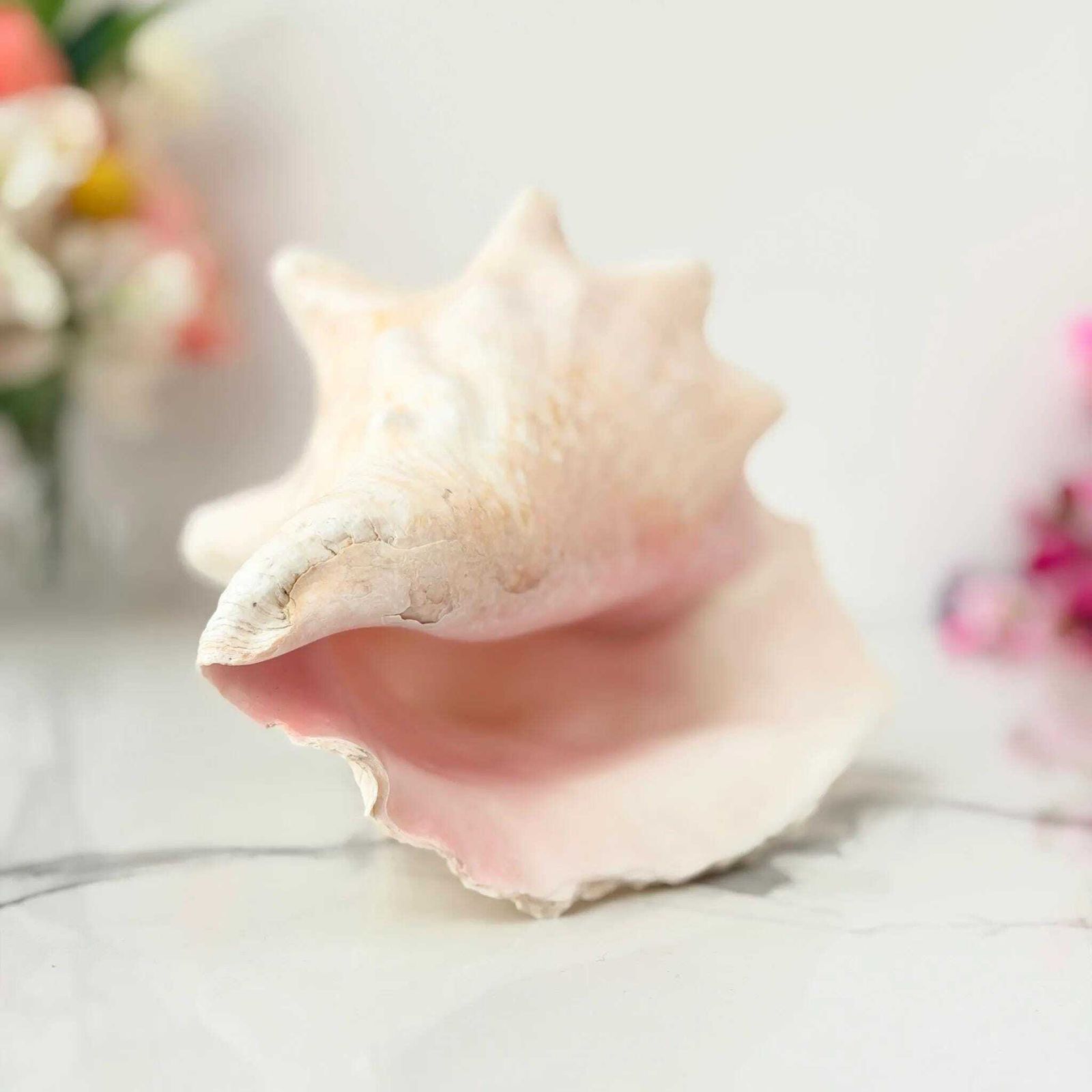 Vintage grote roze kroonslak schelp, kustdecoratie, authentieke zeeschelp photo 99.0