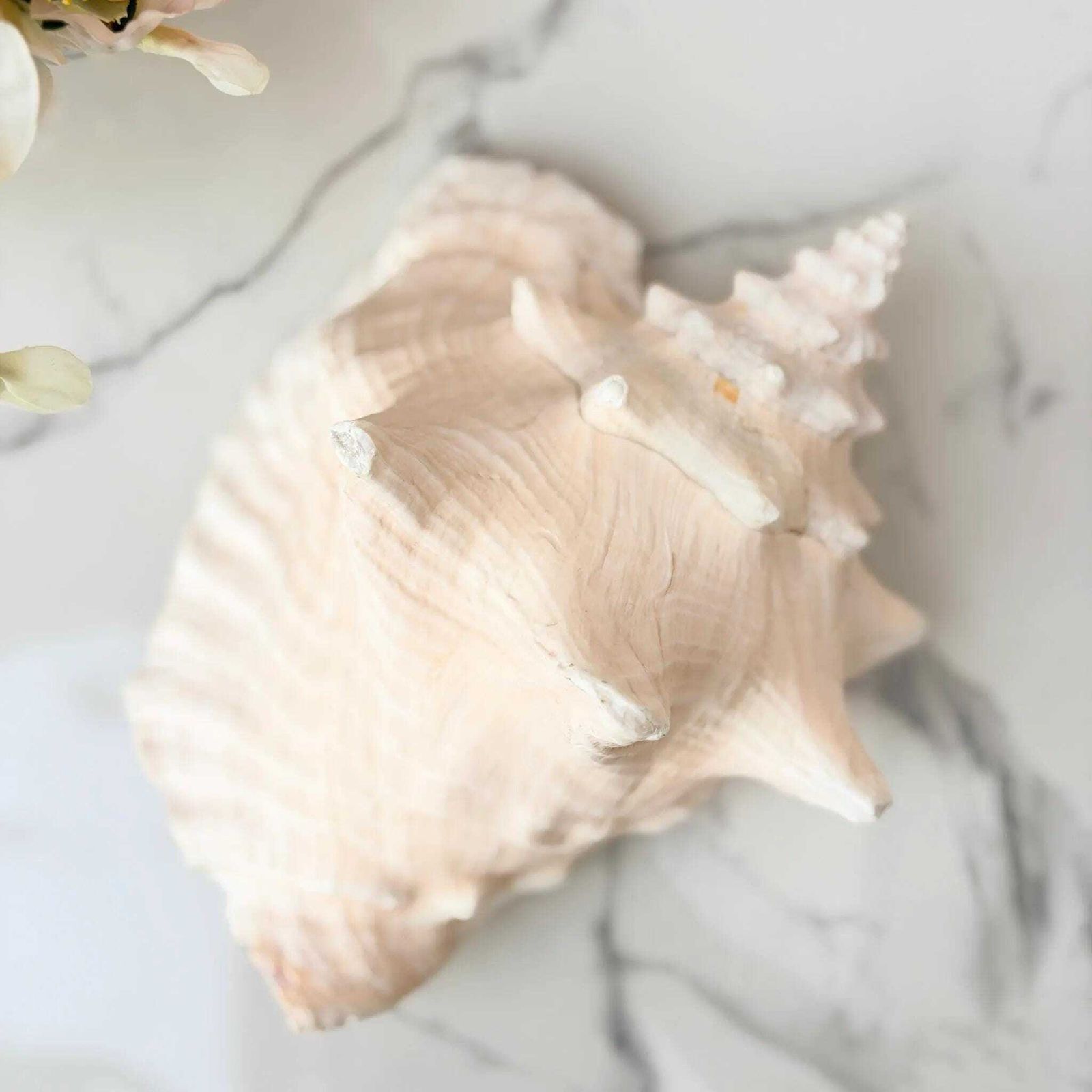 Vintage grote roze kroonslak schelp, kustdecoratie, authentieke zeeschelp photo vintage