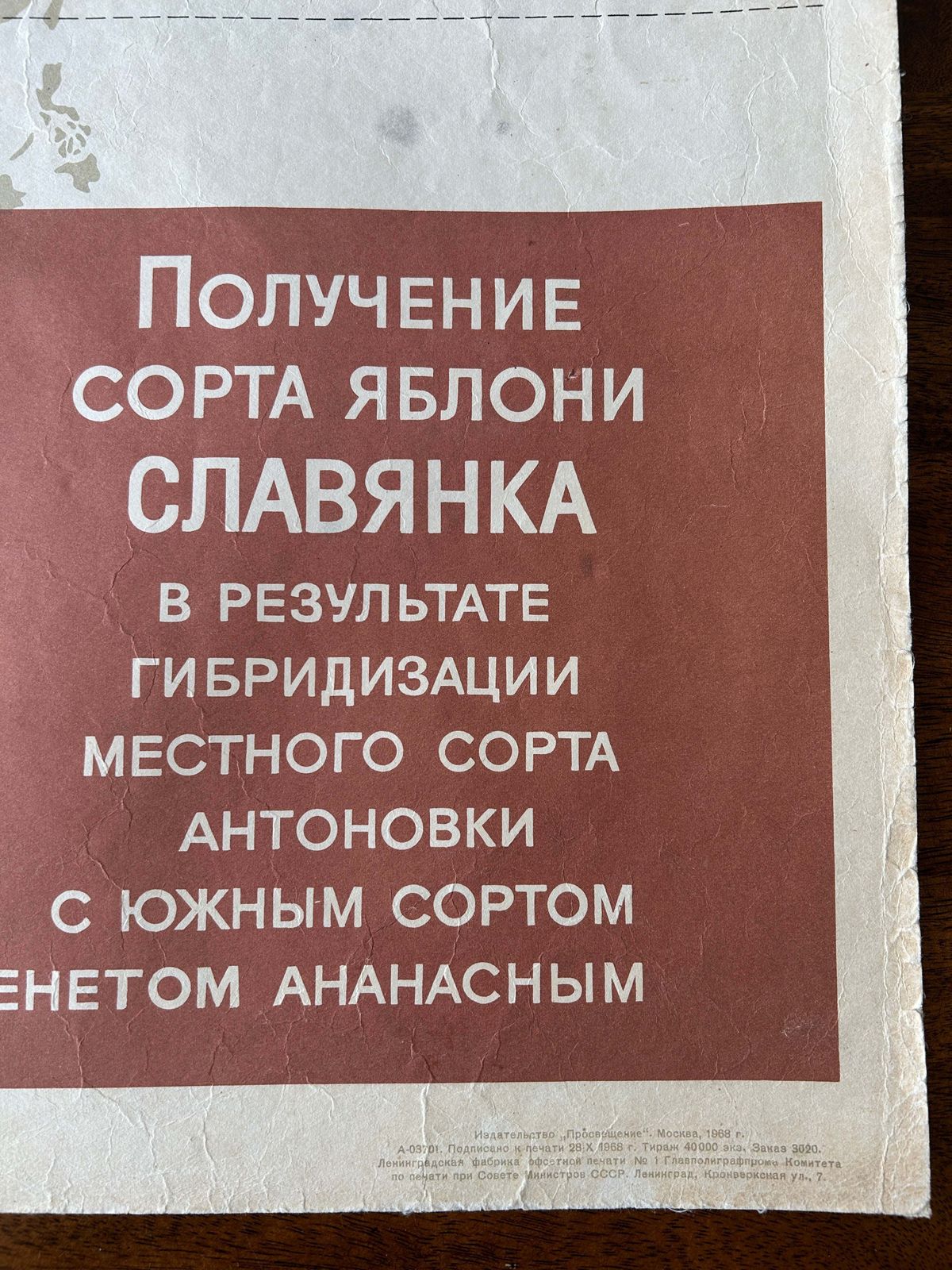 photo for sale 1968 Original Soviet Vintage Biology School Chart "Working Methods Of Michurin" Botanical Breeding Of Apples Paper On Linen, Mid Century