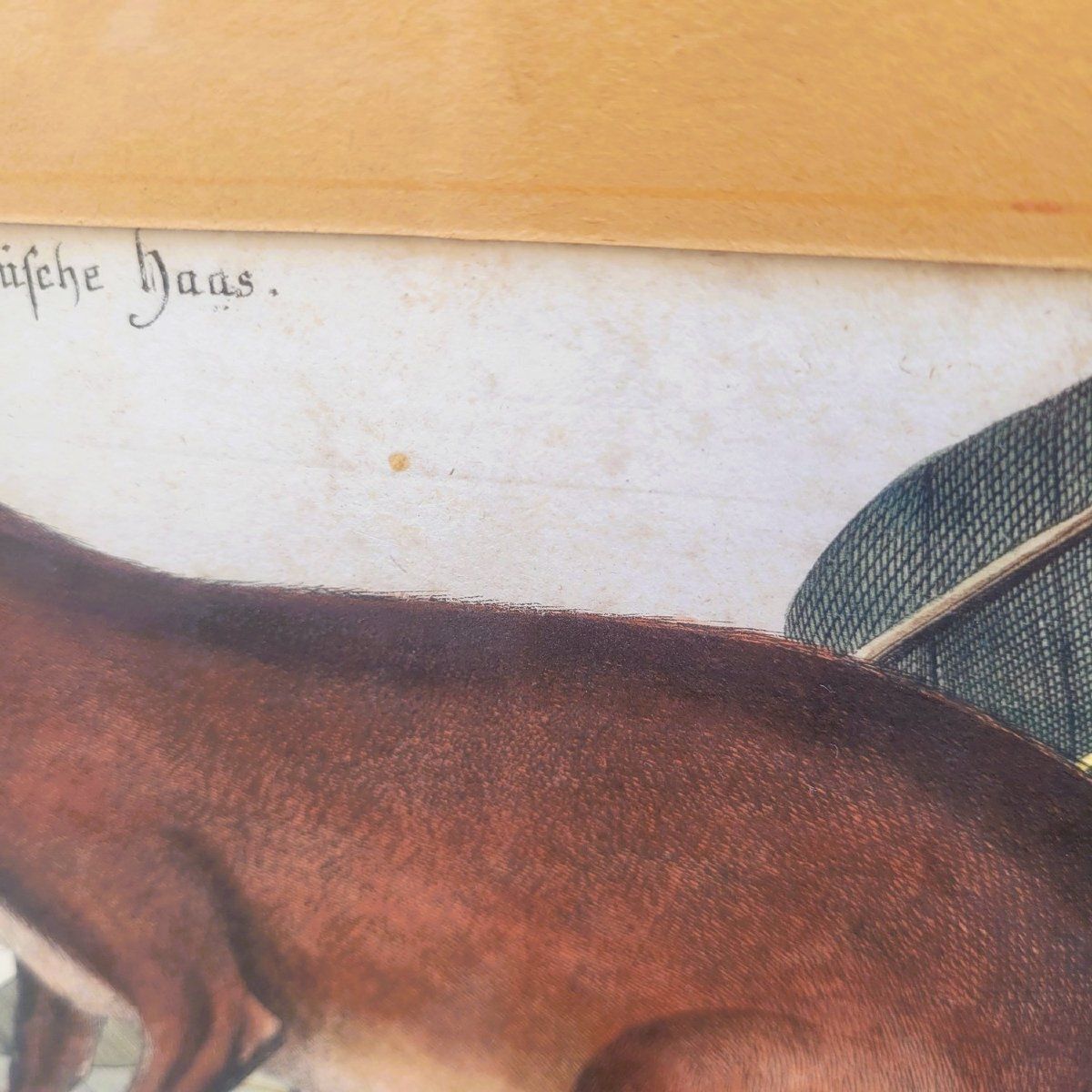 Suite van 6 ingelijste dierengravures, 19e eeuw photo furniture