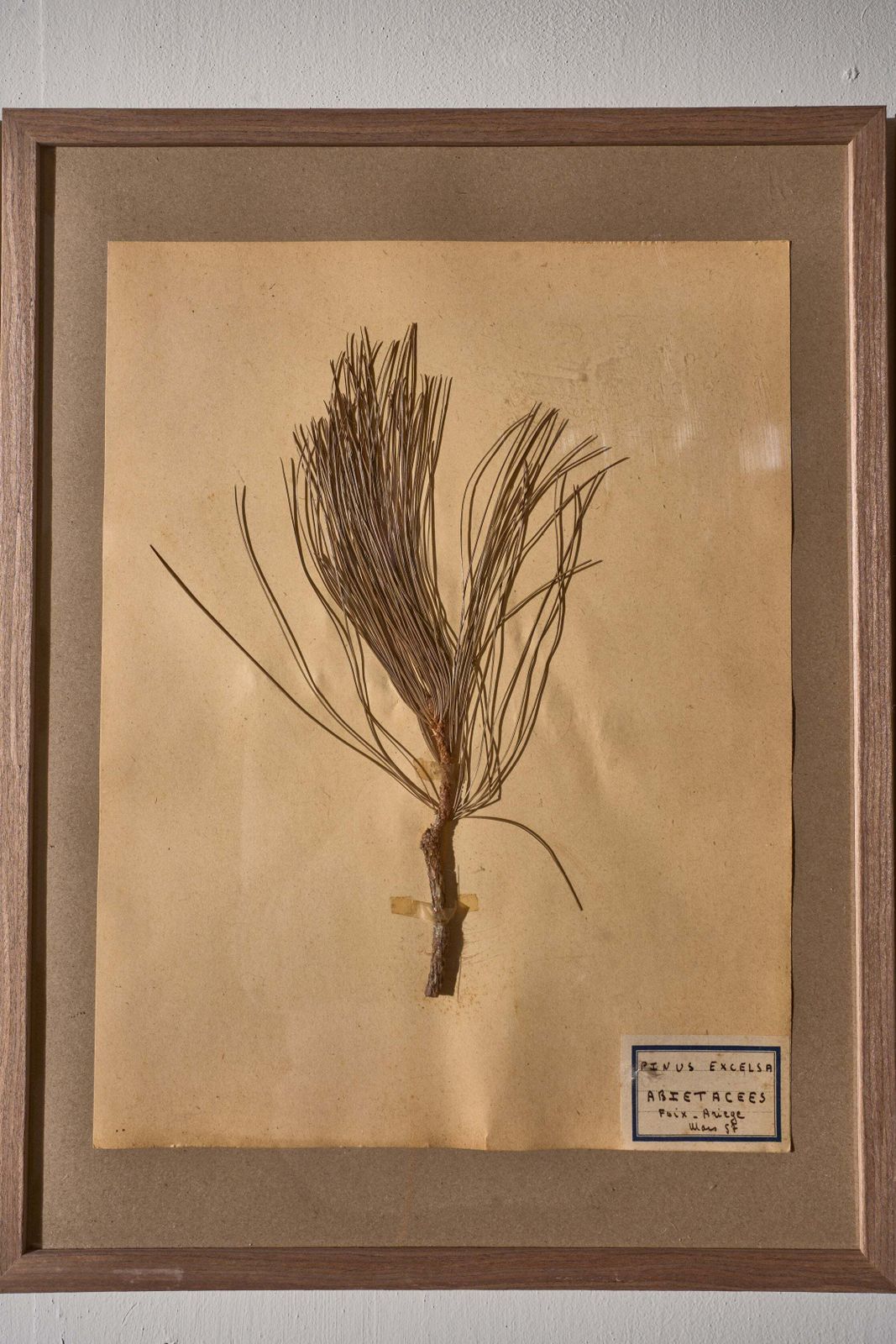 Set Of 5 20th Century Framed Herbarium Pages photo Art