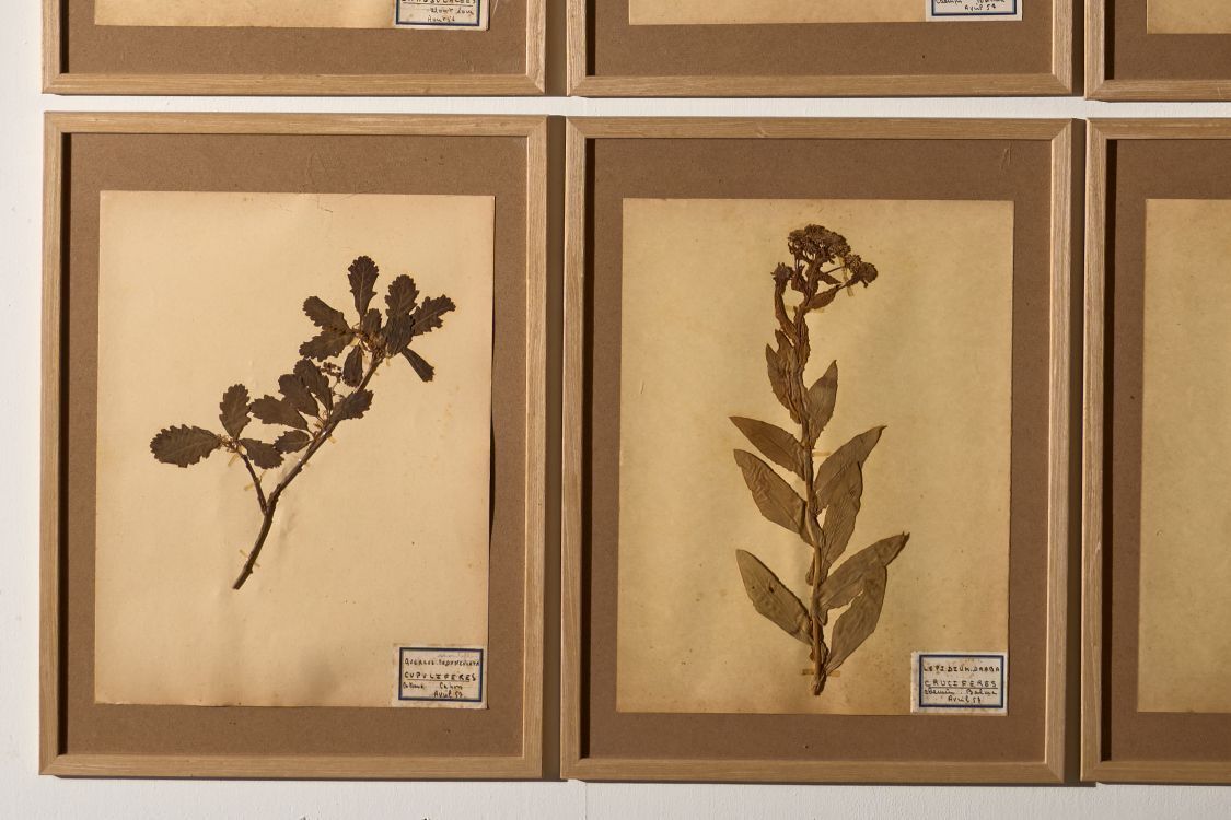 Set Of 9 20th Century Framed Herbarium Pages photo for sale