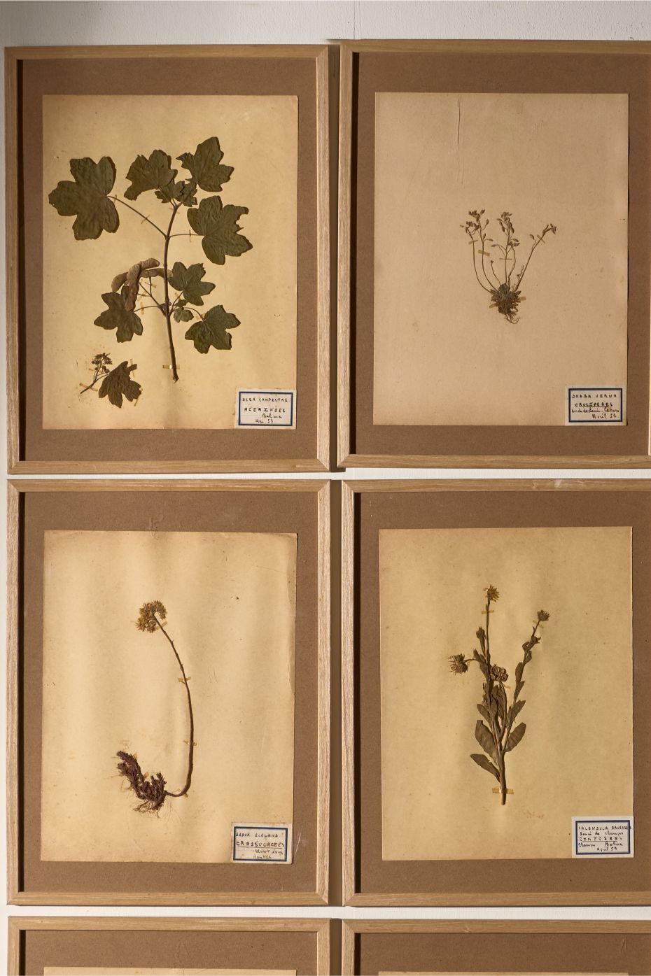 Set Of 9 20th Century Framed Herbarium Pages photo Art