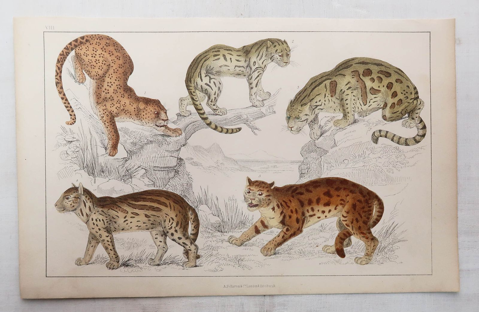 Paar antieke prenten van leeuwen en tijgers, naar Cpt. Brown. 1847 photo furniture