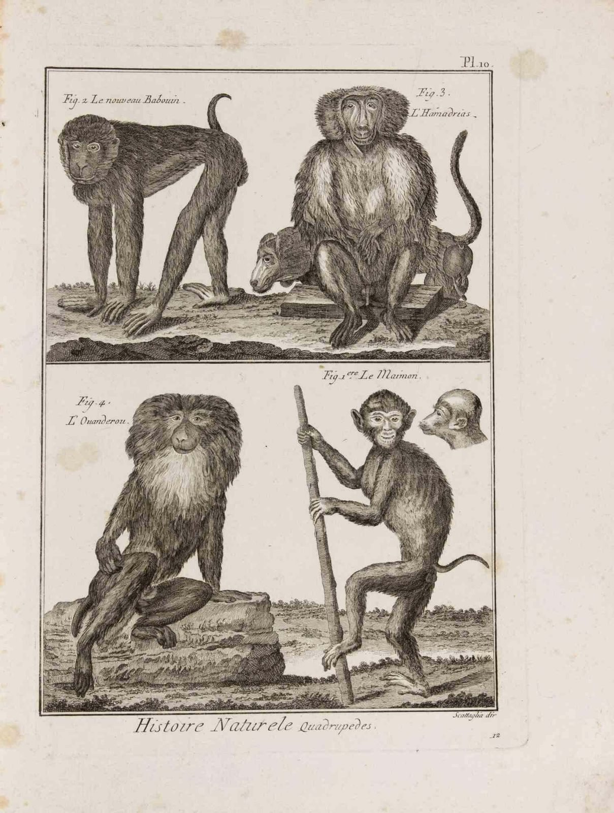 Pietro Scattaglia Le Maimon, Le Nouveau Babouin, L’hamadrias... Etching By Pietro Scattaglia  1775.