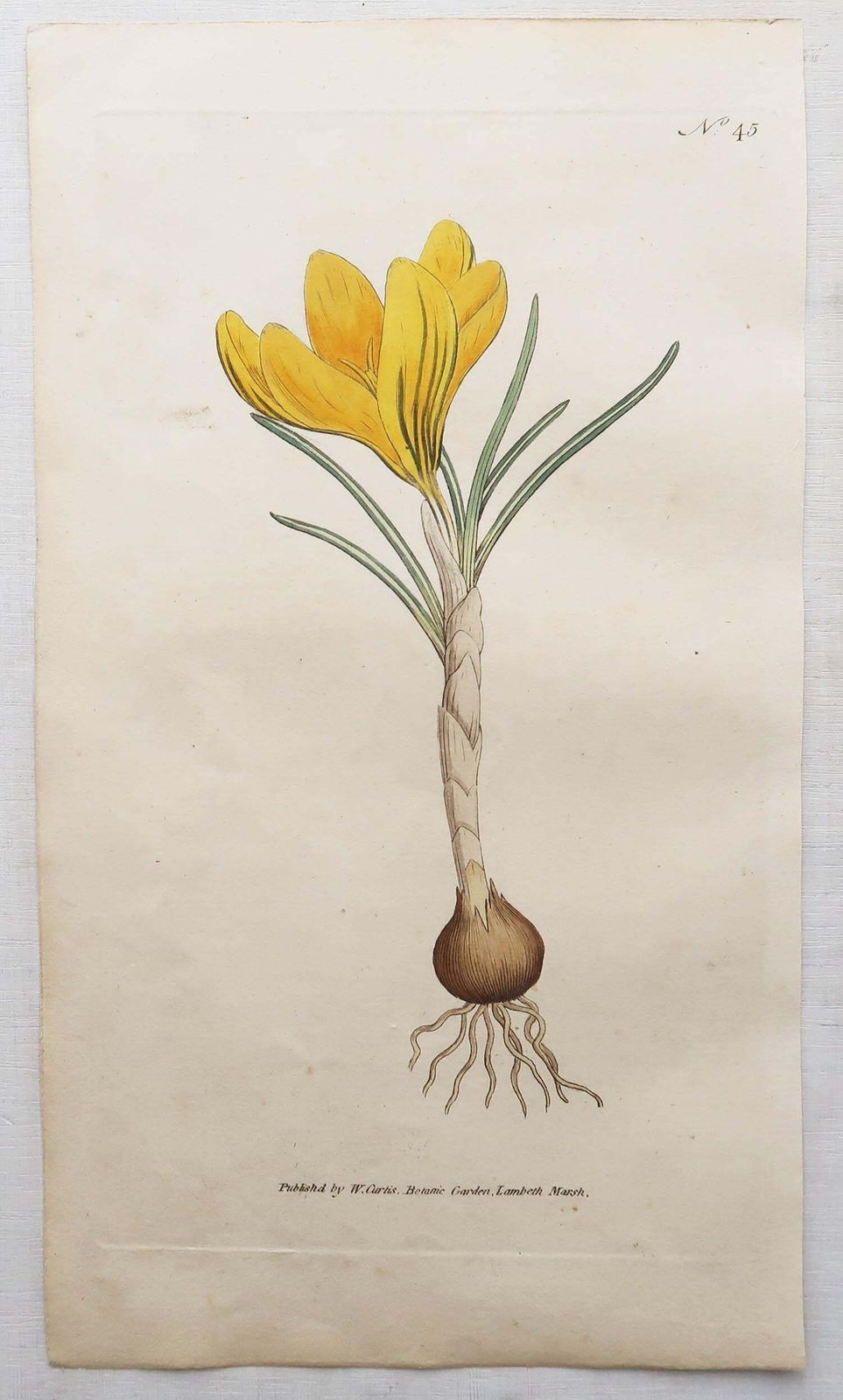 Set Of 12 Original Antique Botanical Prints After Sowerby. English 18th Century photo buy