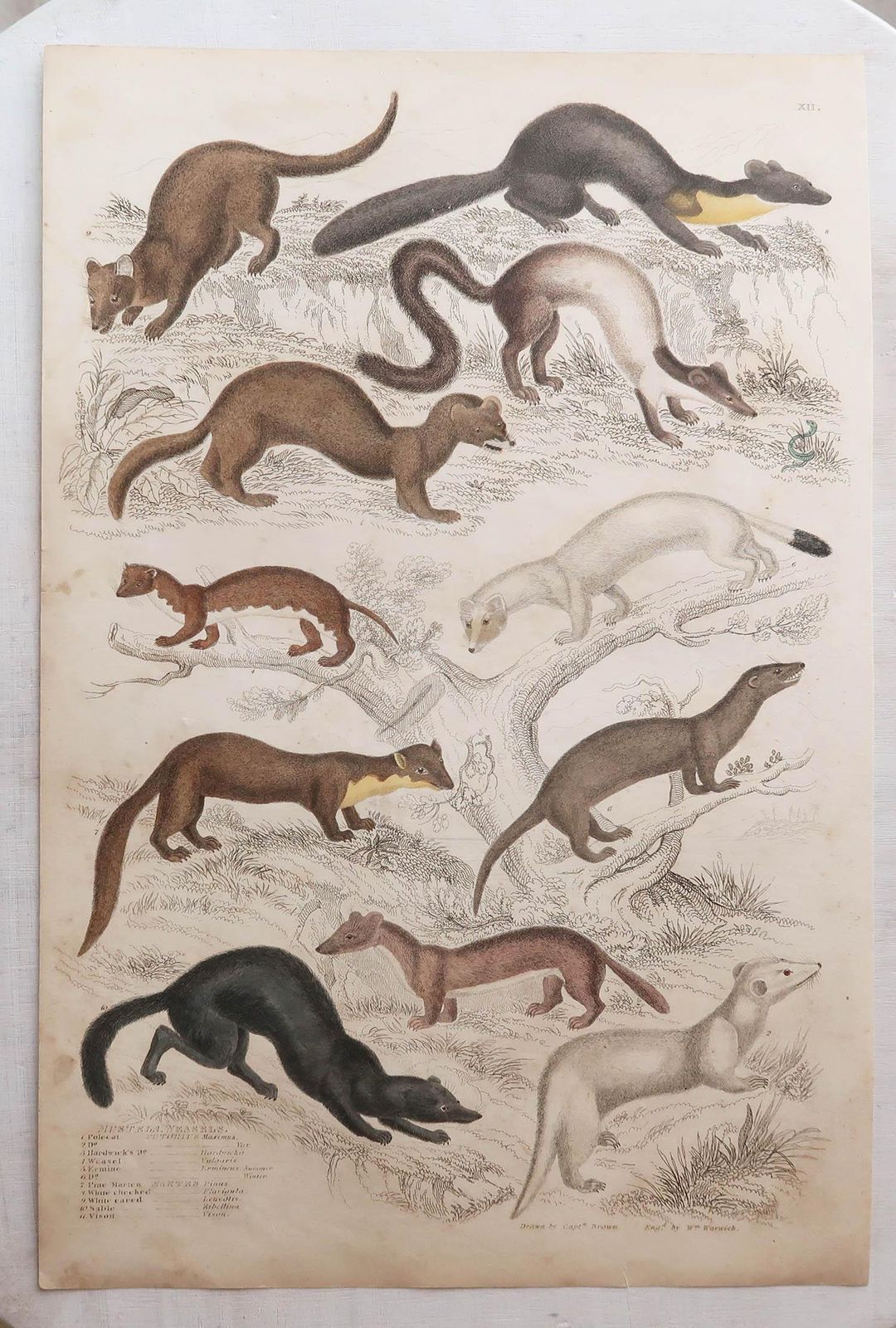 Set Of 12 Large Original Antique Animal Prints After Cpt. Brown. 1830s photo vinterior