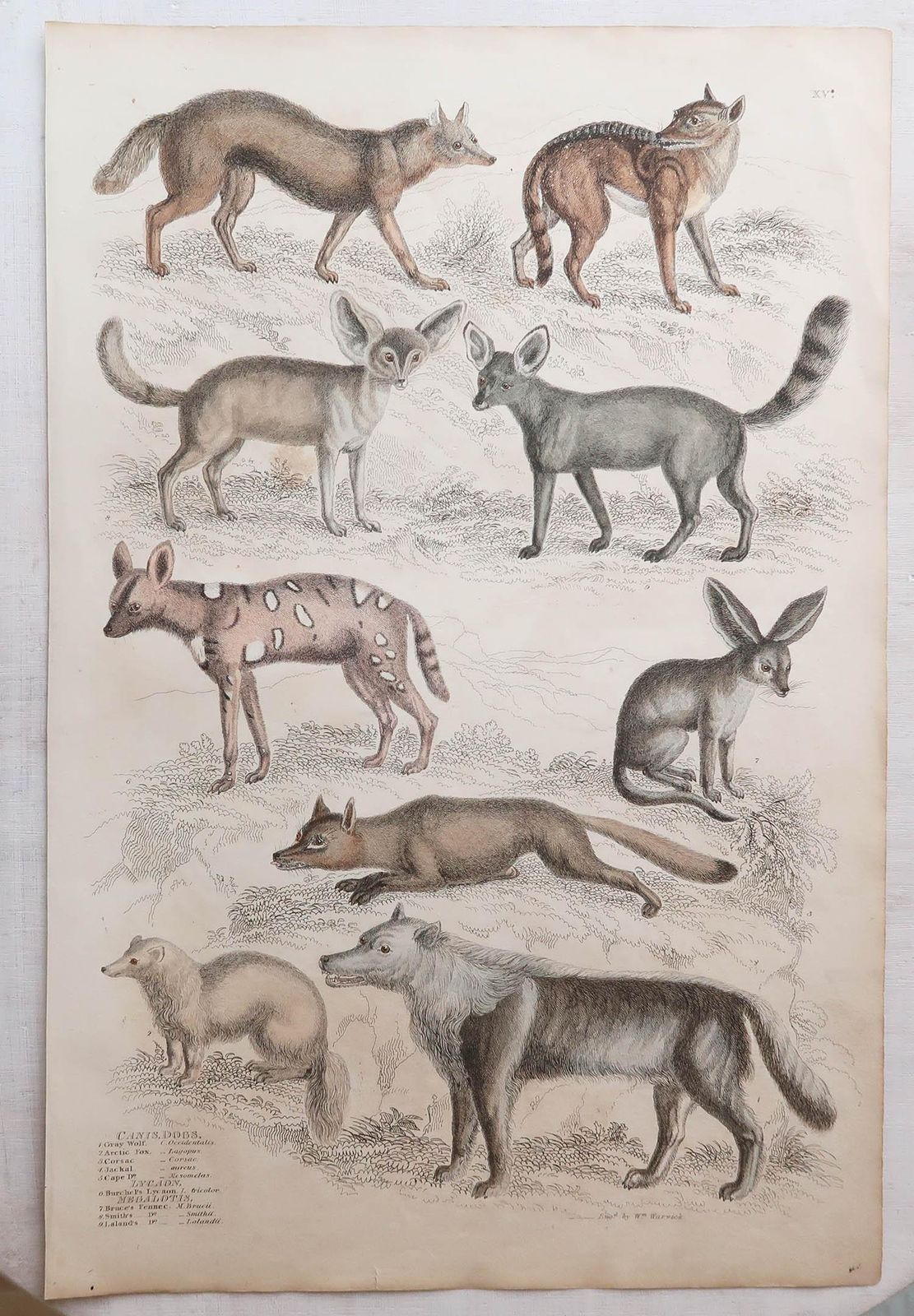 Kunst Set van 12 grote antieke dierenprenten naar Cpt. Brown, jaren 1830 photo