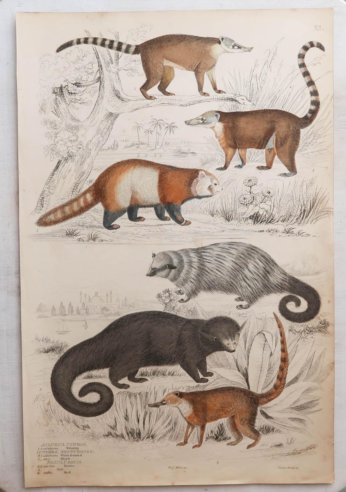 275.0 Set van 12 grote antieke dierenprenten naar Cpt. Brown, jaren 1830 photo