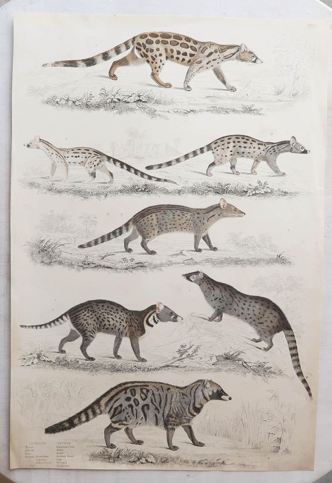 photo vinterior Set van 12 grote antieke dierenprenten naar Cpt. Brown, jaren 1830