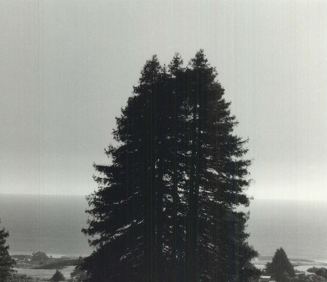 Original Ansel Adams Pinetrees Seashore 1990 Landscape Photography Art Print photo for sale