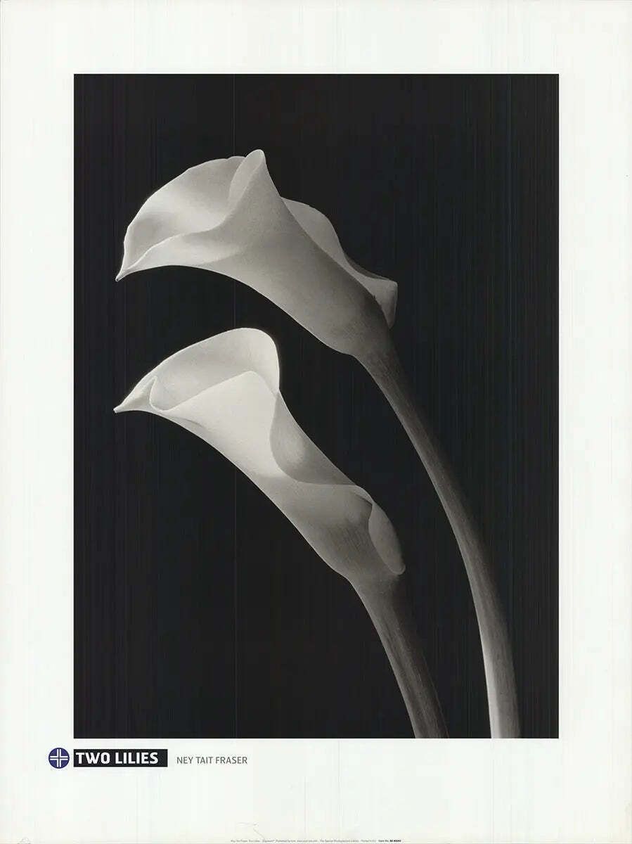 Ney Tait Fraser Two Lilies Black And White Botanical Lithograph Art Print