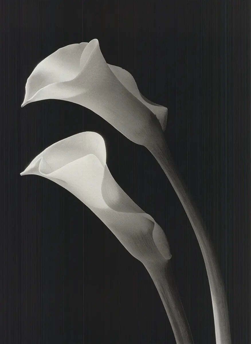 Ney Tait Fraser Two Lilies Black And White Botanical Lithograph Art Print photo furniture