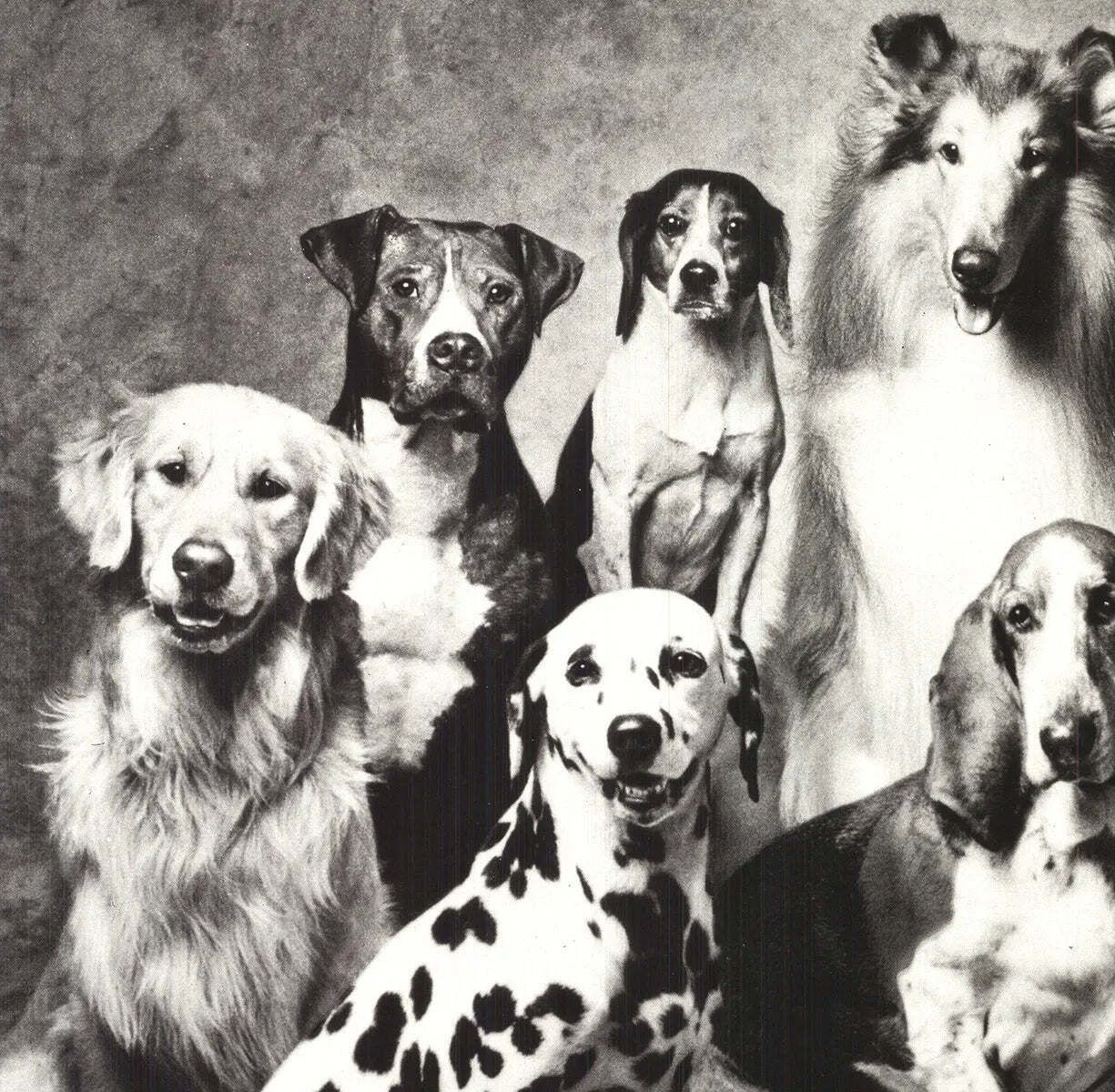 Affiche offset lithographique vintage « Family Of Dog » de Howard Bernman, 1989 photo for sale