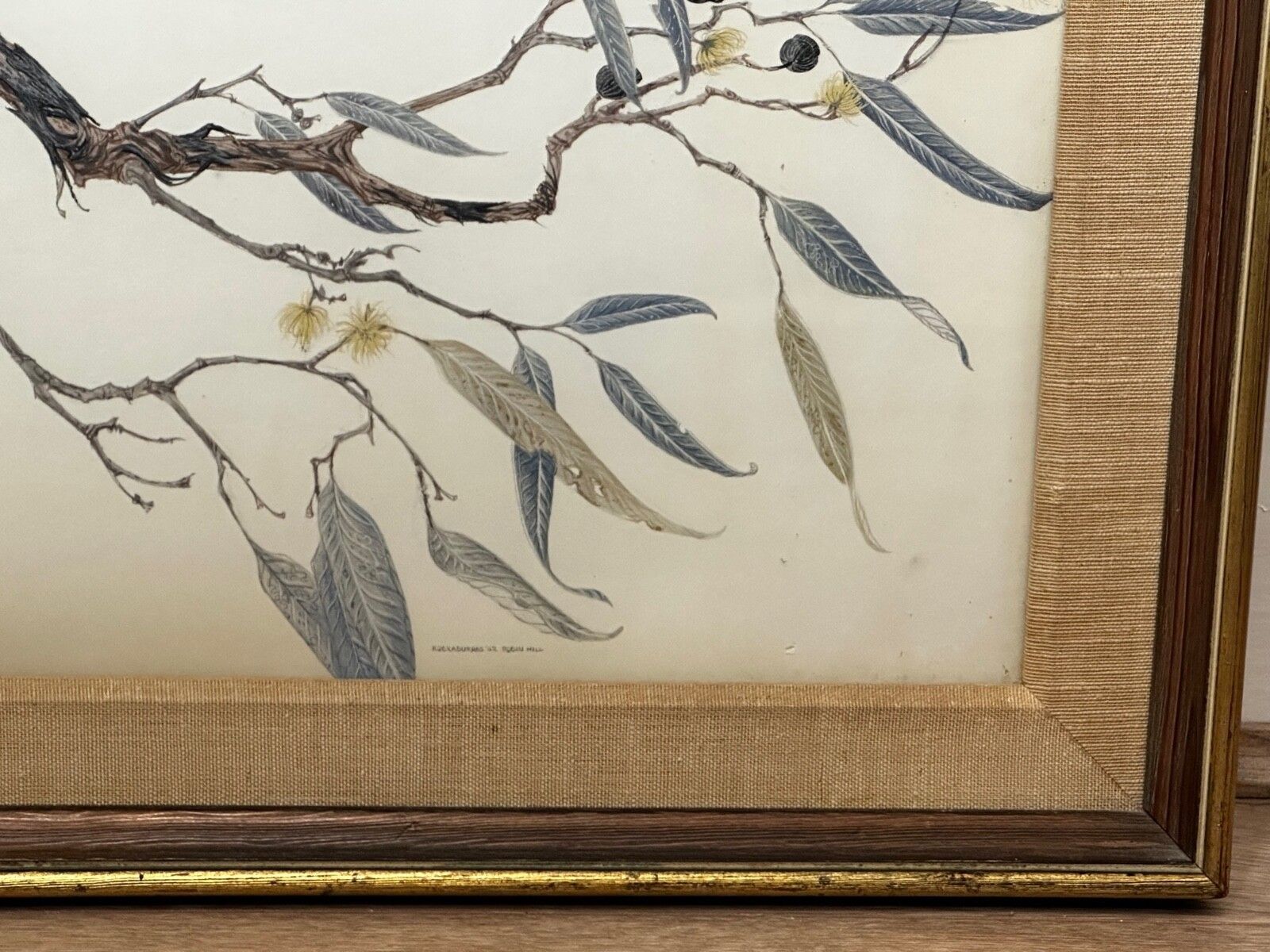 Groot mid-century Australisch schilderij, groep vogels, 3 kookaburras in de bush, gesigneerd Robin Hill photo buy