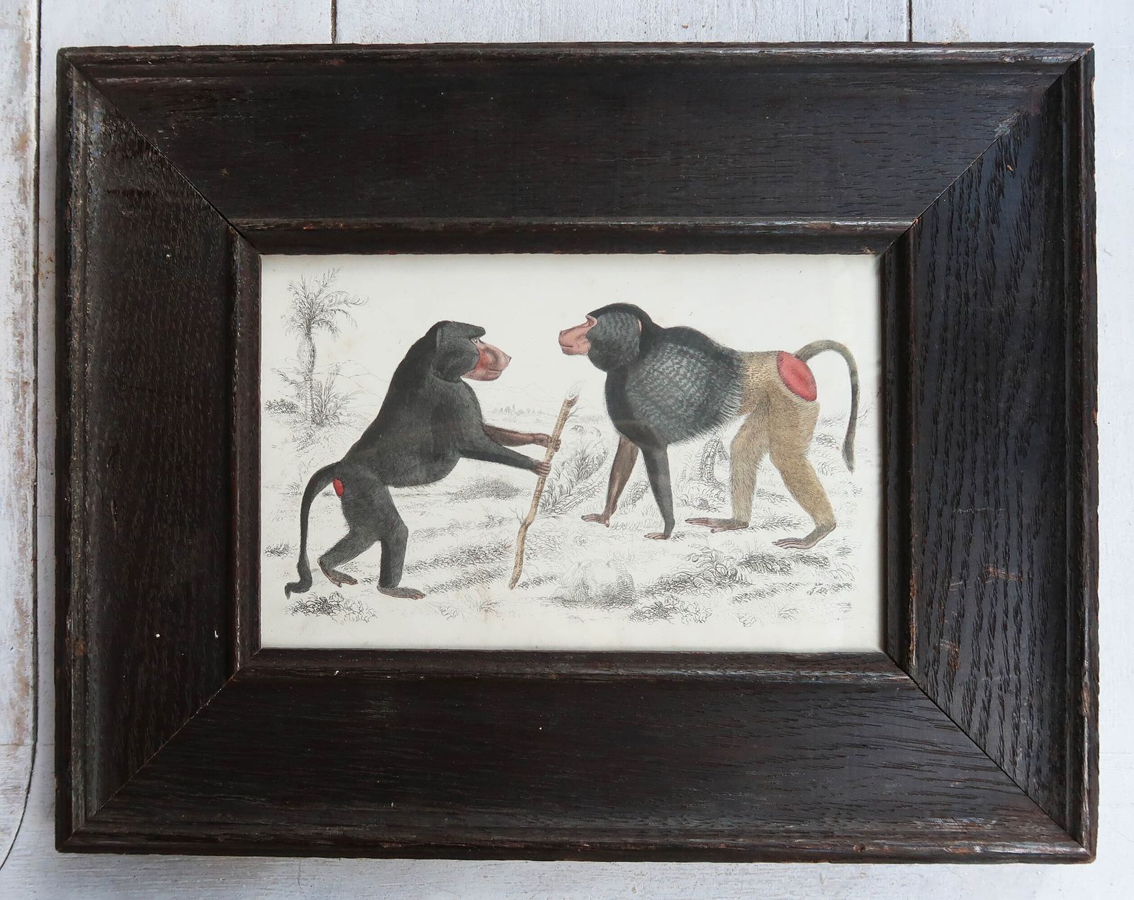 Antieke ingelijste prent van bavianen. 1847 photo furniture