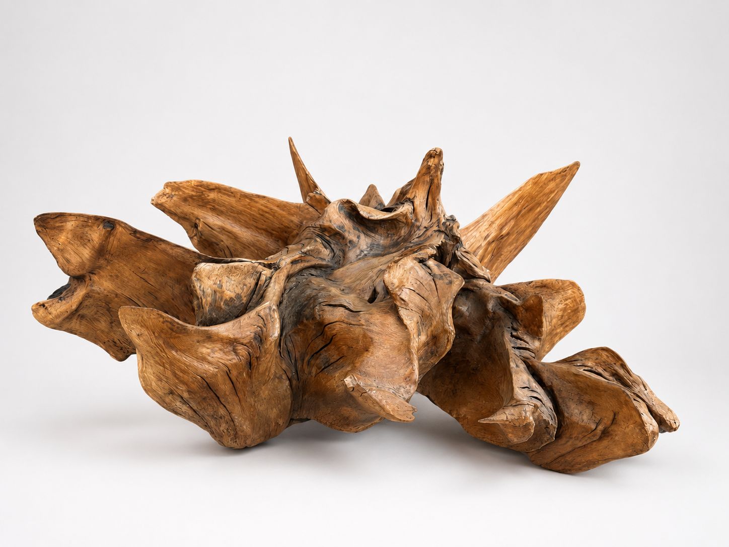 Massive Natural Root Sculpture Abstract Organic Wood Art Centrepiece photo vinterior